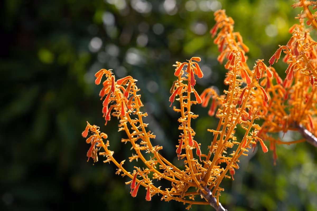 Los árboles Firmiana simplex brotan de rocas. Cuanto más árido y caluroso es el tiempo, más bellas abren sus flores. Según la Reserva Marina de Cu Lao Cham, un árbol maduro de esa especie aquí tiene de cinco a 10 metros de altura debido al suelo seco y somero.