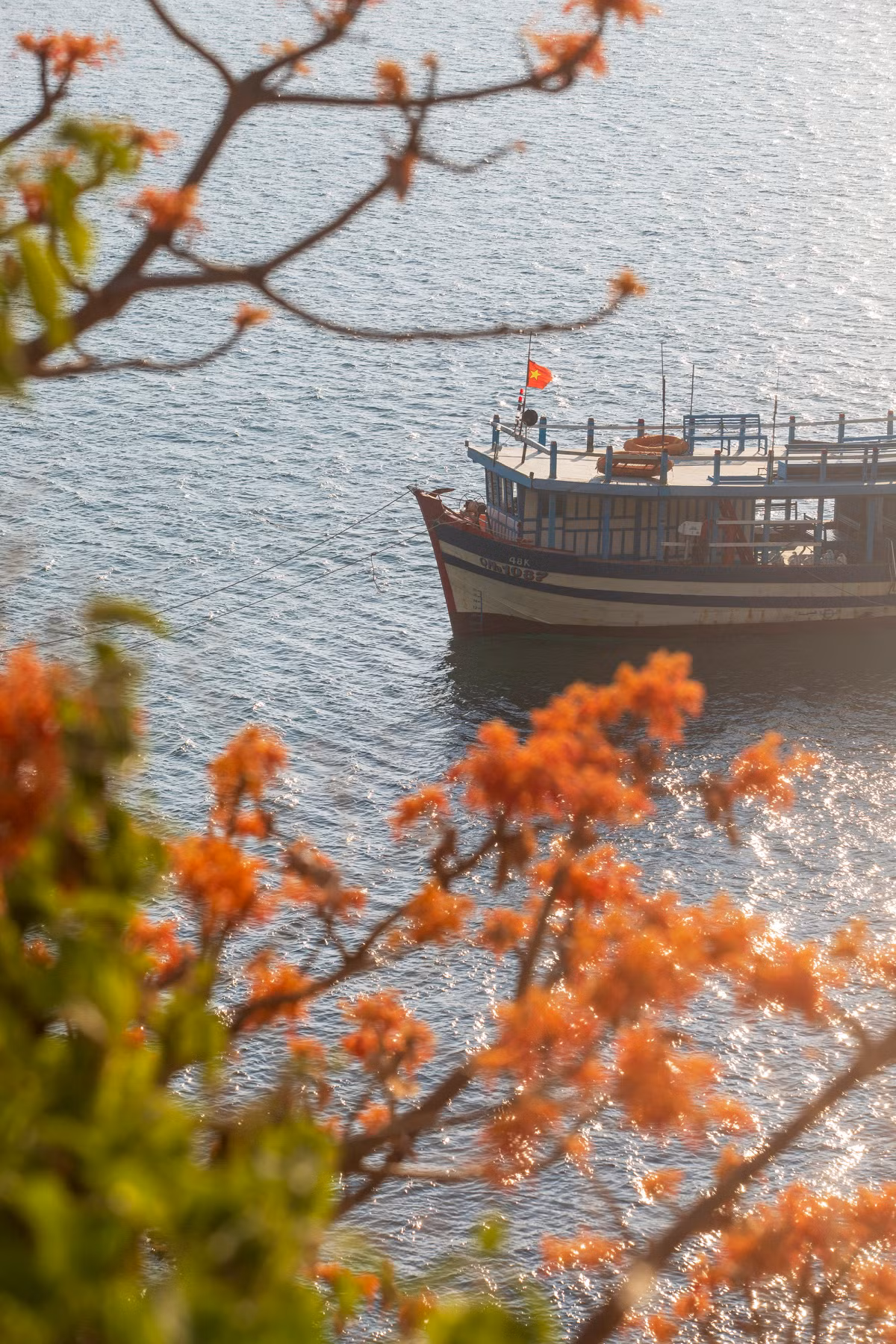 Según un fotógrafo de la ciudad de Da Nang que regresó a las islas este mes, ve que se han cultivado más plantas Firmiana simplex en sitios públicos y barrios residenciales.