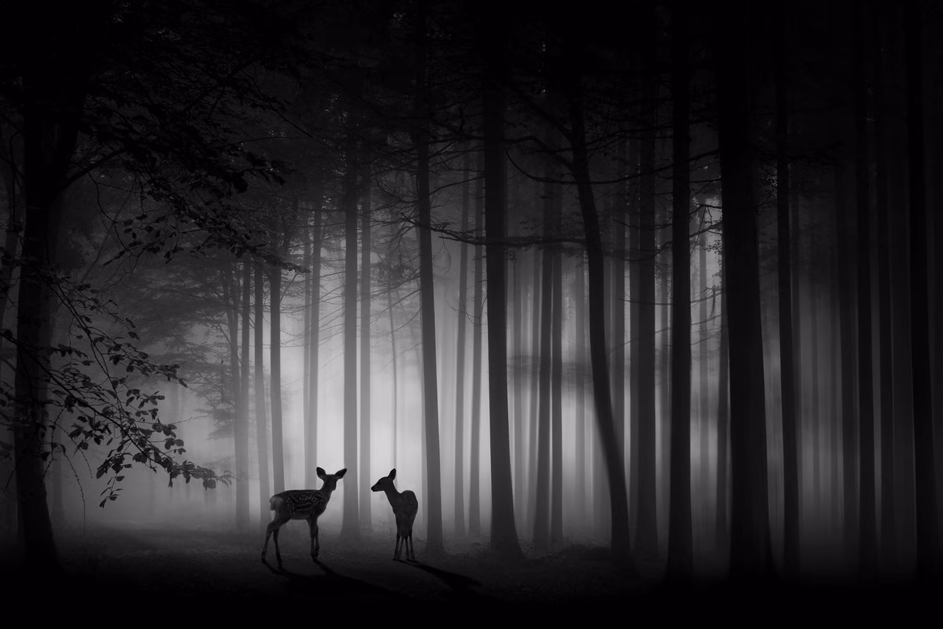 “Foggy dawn” bajo el lente de Ma Yaping, de China. Recibió el máximo título de la ISF en la categoría de foto monocromática de tema libre.