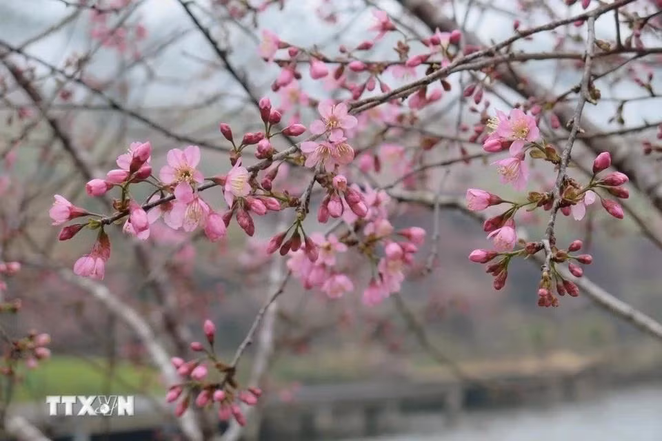Con flores grandes y una floración densa y uniforme, esta temporada ha dejado una imagen espectacular, transformando a Mang Den en un lugar aún más pintoresco.