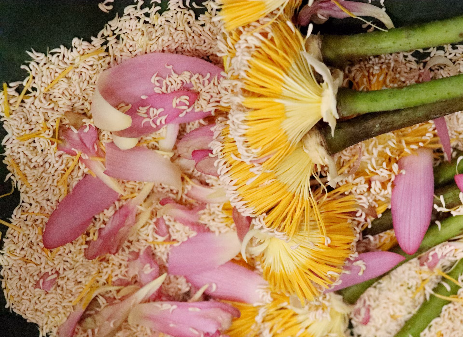 El arroz de loto se considera la parte más fragante de una flor de loto.