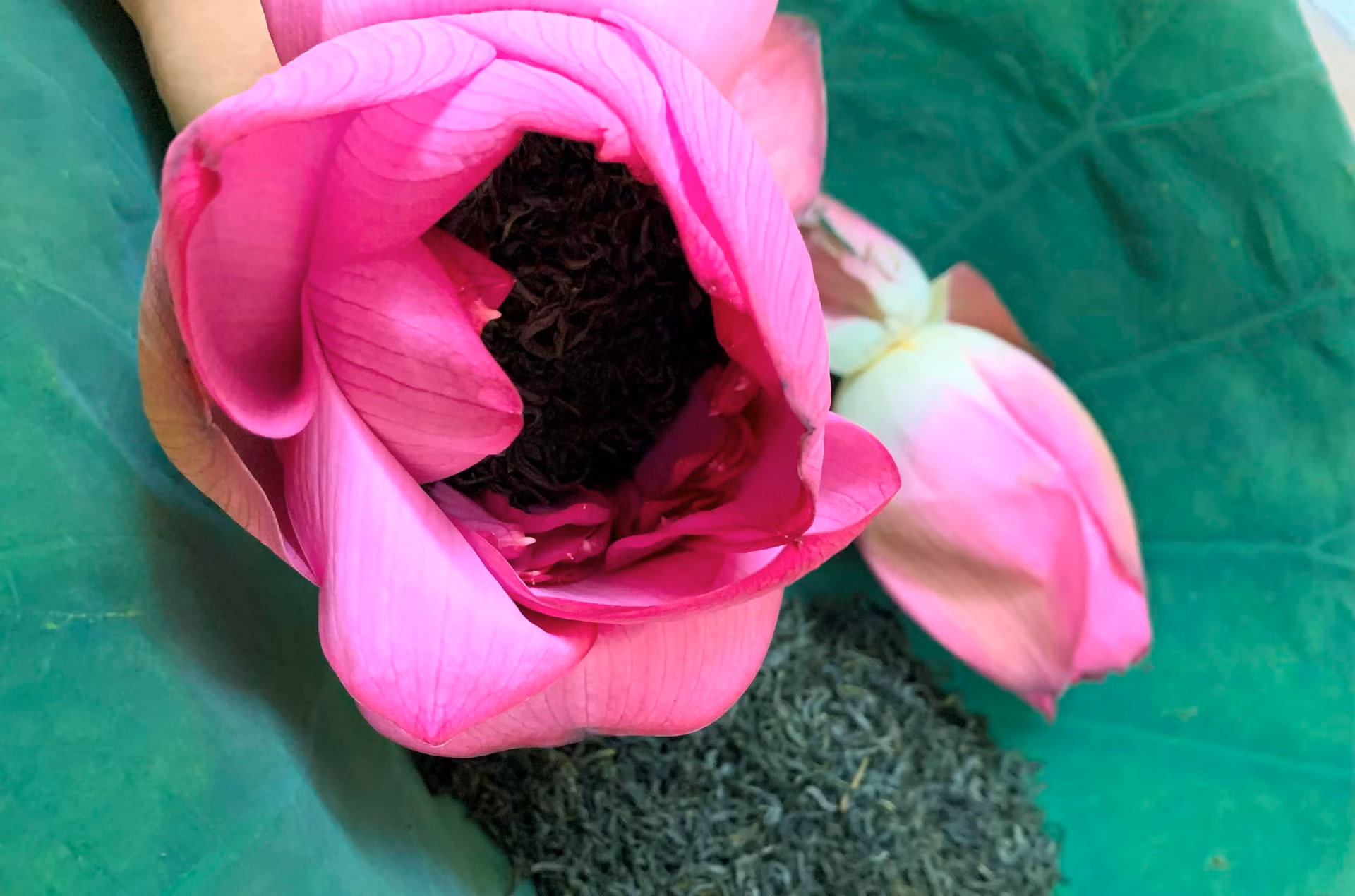 Los capullos de té se dejan reposar en el agua durante 24 horas y luego en la nevera para uso diario.