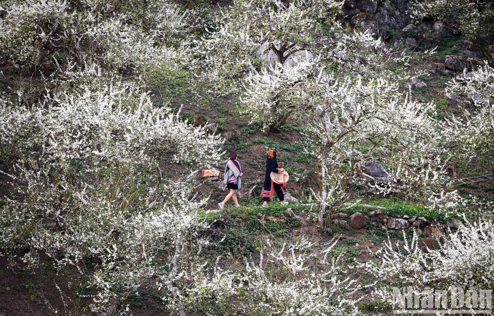 La floración de dicha especie transforma los paisajes locales en un edén primaveral.