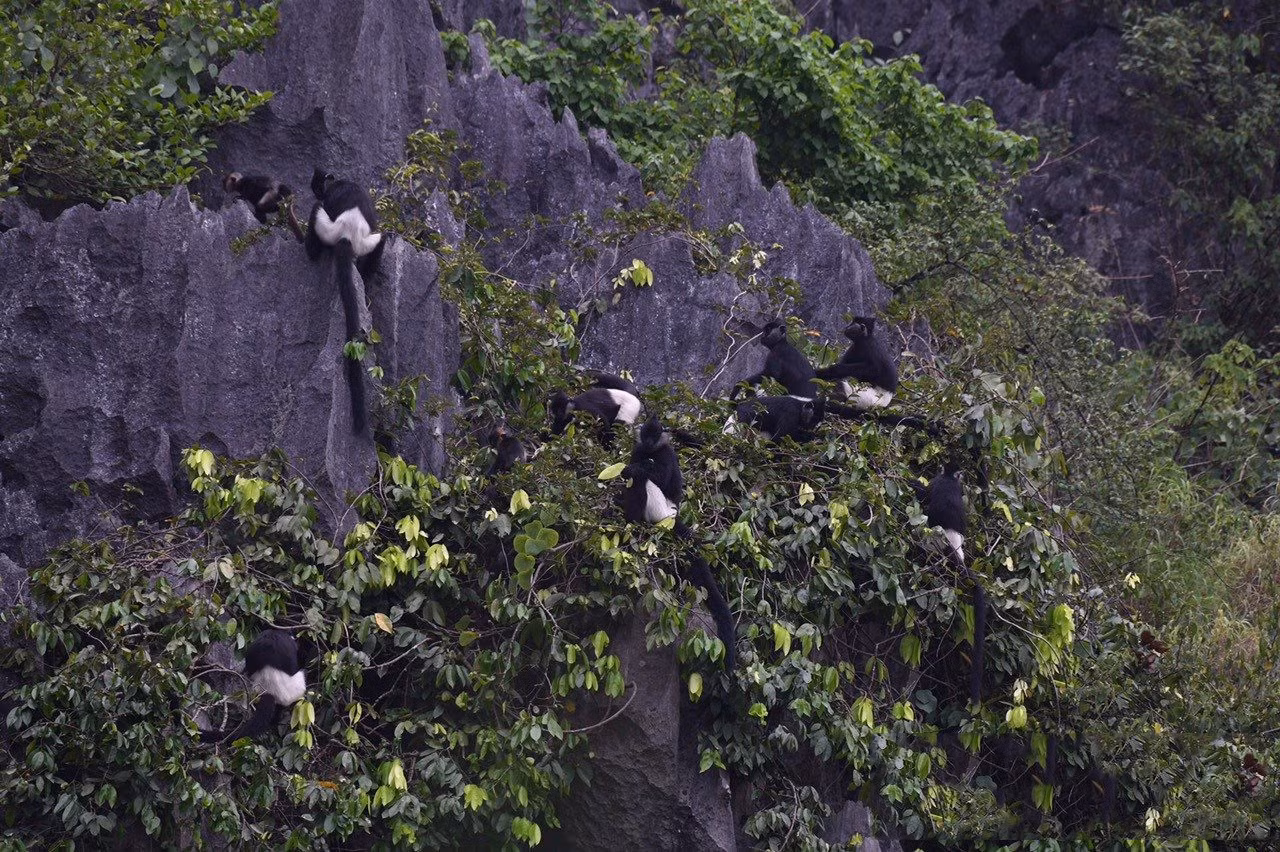 El recinto posee dos récords nacionales, “El lugar donde se encuentra la mayor población de langures de Delacour (Trachypithecus delacouri, especie endémica de Vietnam)” y “El lugar con la mayor pintura natural en el país” (la pintura rupestre en la montaña de Meo Cao).
