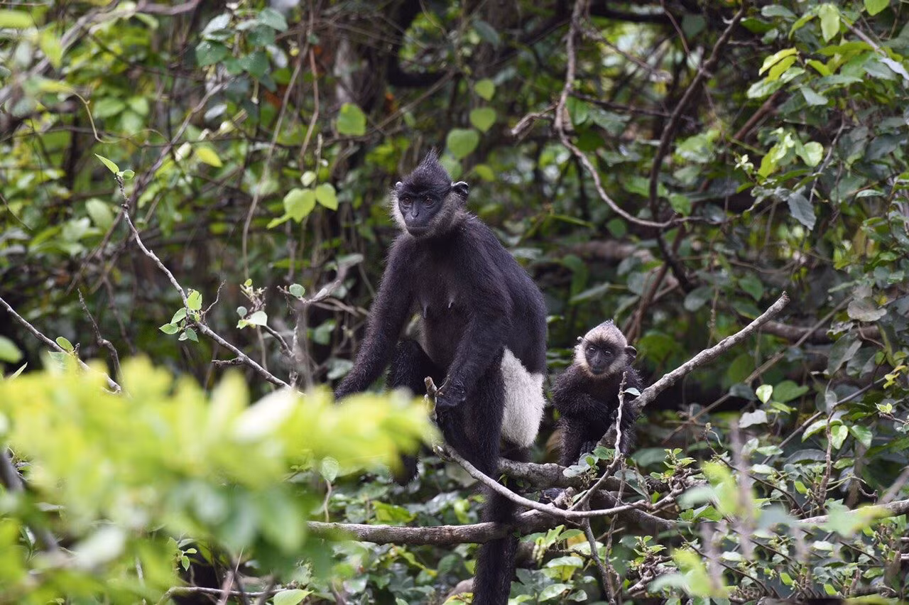 Aquí habitan más de 450 especies de traqueofitas, ocho de las cuales están inscritas en el Libro Rojo de Vietnam, y 39 animales, incluidos 12 raros.