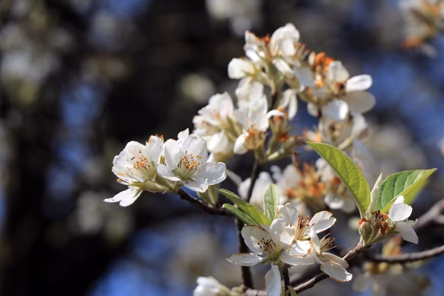 Las flores Son Tra impregnan con su vistosidad.