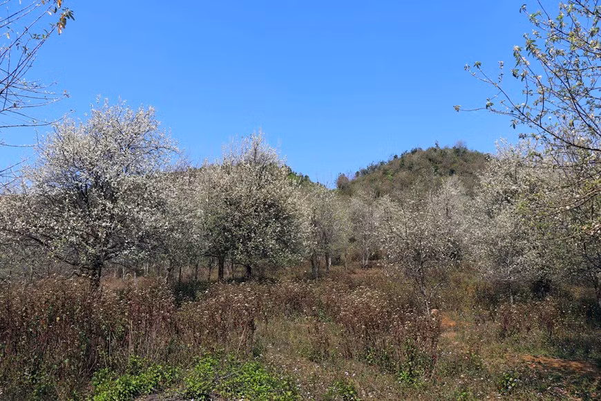 Crataegus es una planta familiar para la etnia minoritaria Mong de la provincia de Son La y tiene alto valor económico.