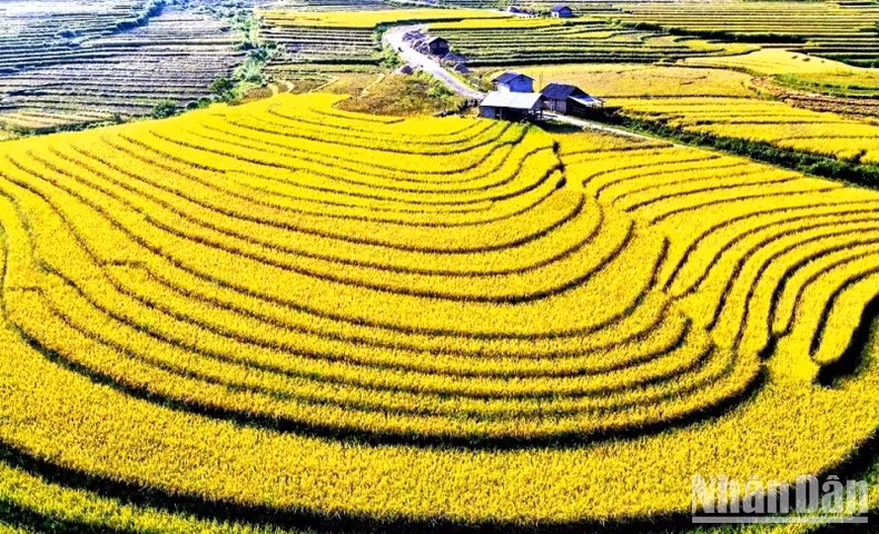 Cultivar arroz en terrazas es una práctica agrícola típica de las etnias en Bat Xat desde hace tiempo. Refleja el saber folclórico, la laboriosidad y la creatividad de los lugareños en la producción diaria, que no solo ha contribuido a proveerles alimentos, sino también a evitar la erosión del suelo, mantener las fuentes hídricas y proteger los bosques.