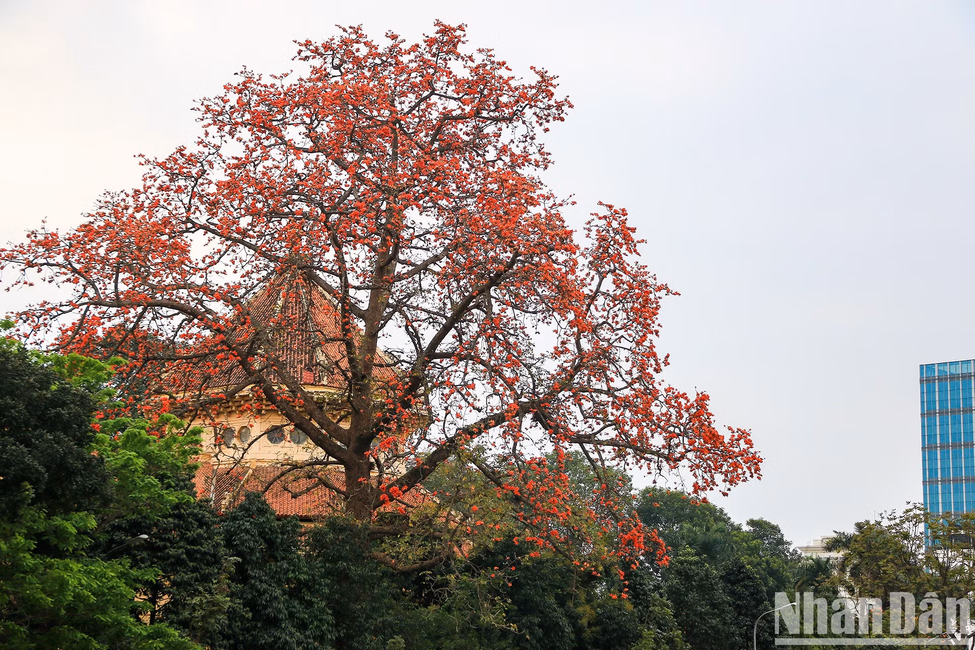 El centenario algodonero rojo en el recinto del Museo Nacional de la Historia de Vietnam, en el distrito de Hoan Kiem.