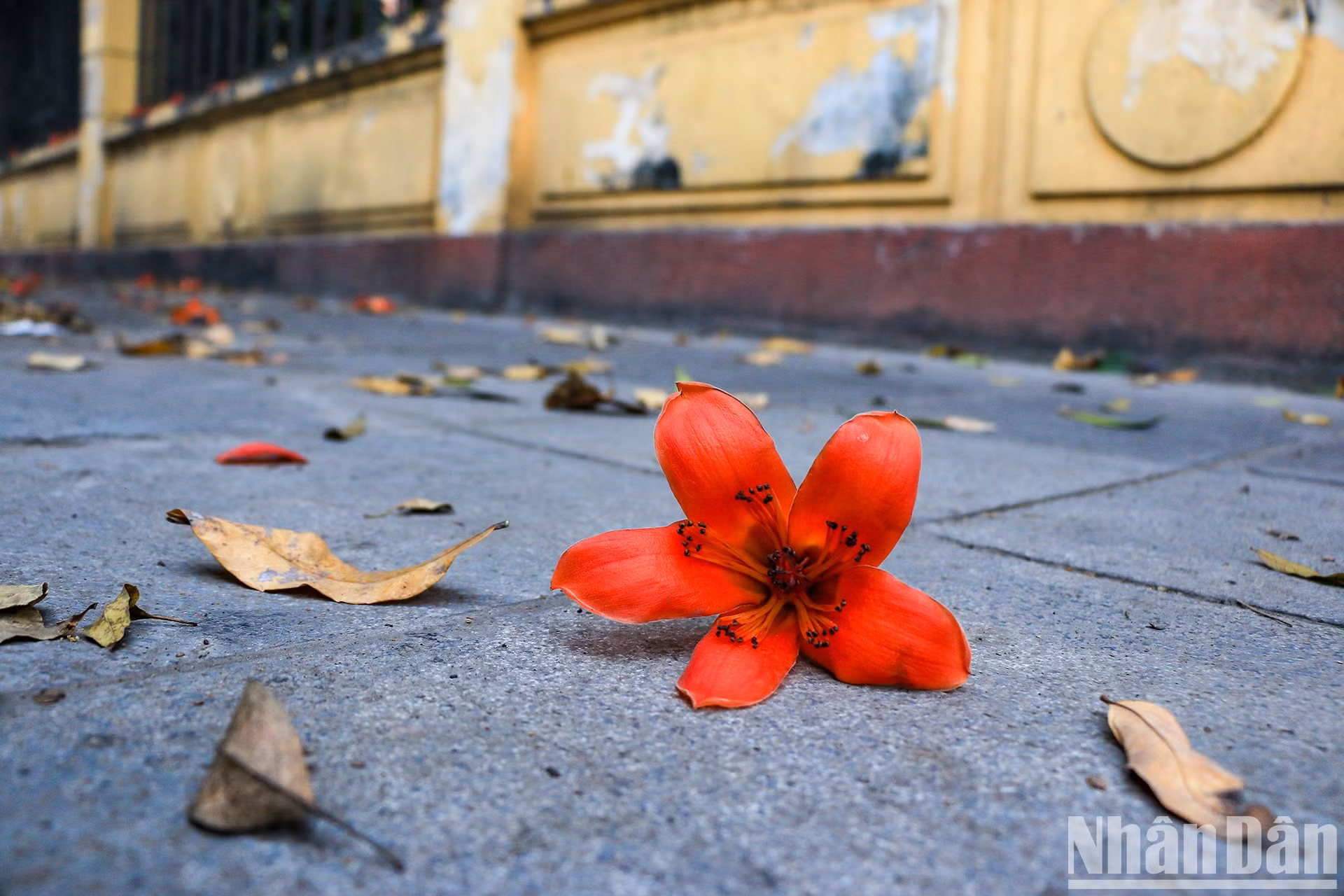 La flor de algodonero rojo, con cinco pétalos, es un símbolo del norte vietnamita. Suele lucir su belleza en la transición de marzo a abril.
