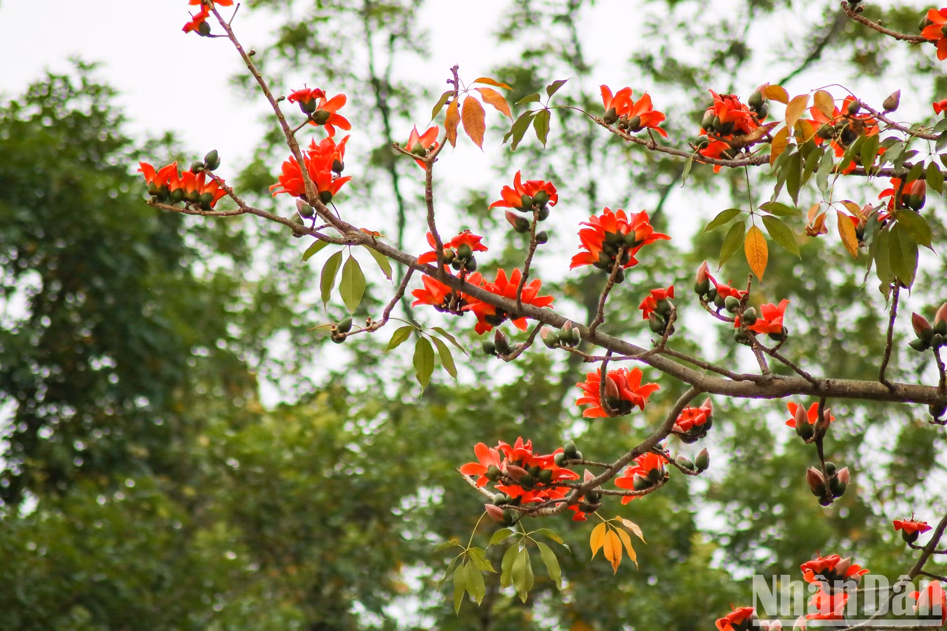 Los algodoneros rojos evocan hermosos recuerdos para muchos hanoyenses.