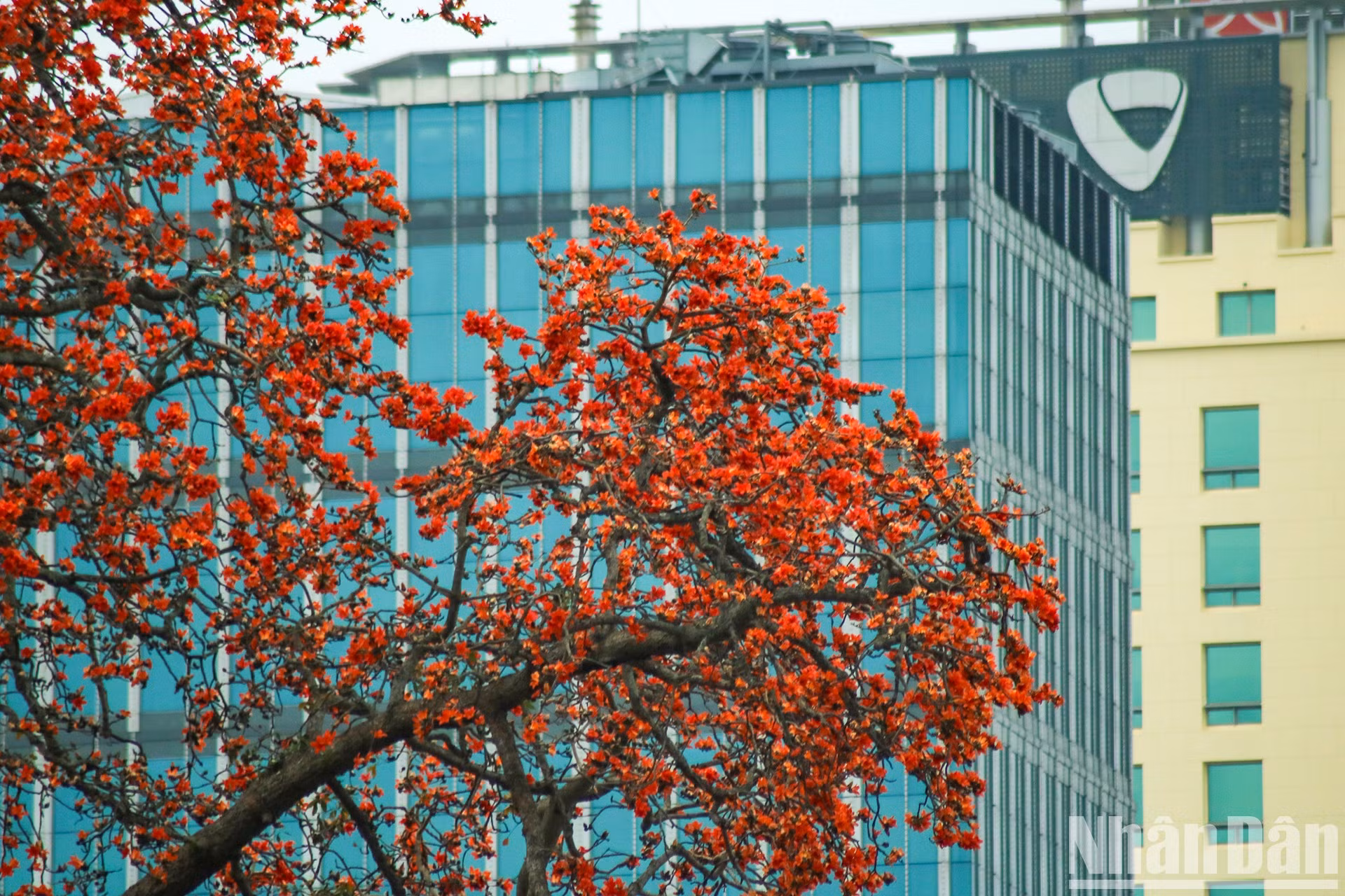 En la temporada de floración, el verdor cede totalmente su espacio a un rojo resplandeciente. Desde lejos el árbol parece estar “en llamas”.
