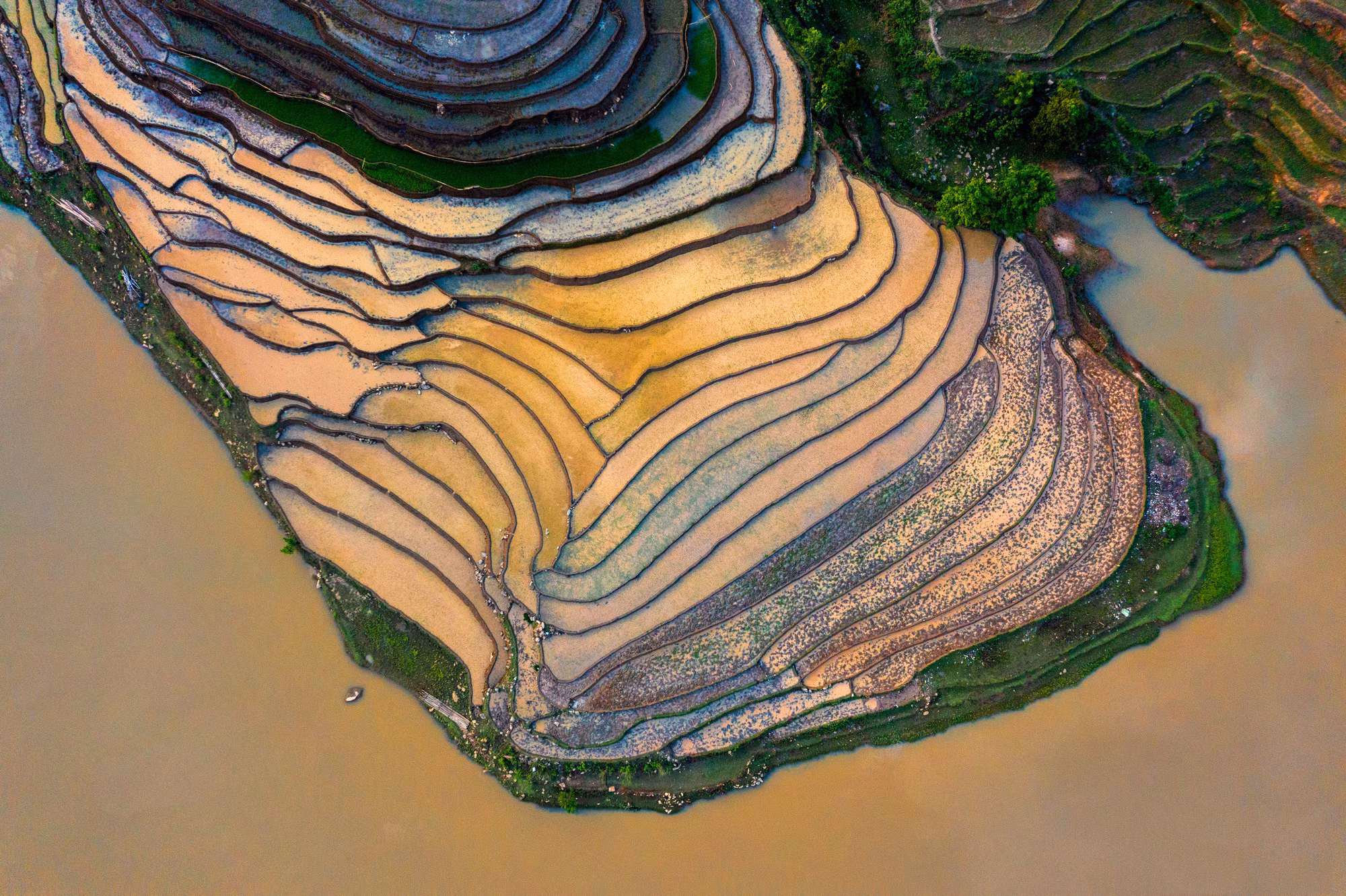 Los campos de arroz aquí suman más de mil hectáreas. Su ubicación a más de dos mil 500 metros sobre el nivel del mar y características climáticas y del suelo permiten solo una cosecha al año.