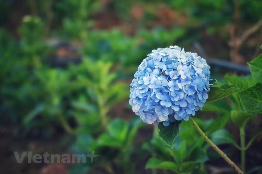Del mes de noviembre a finales de diciembre de este año, se celebrará el noveno Festival de las Flores de Da Lat para honrar el valor de la floricultura en esta ciudad turística. El festival bienal también tiene como objetivo promover este sector, el turismo y el comercio, así como hacer un llamado a una mayor cooperación e inversión de las empresas nacionales y extranjeros en la localidad. El evento continuará promoviendo la marca de Da Lat como la Ciudad del Festival de las Flores de Vietnam, además de presentar la cultura y la gente de la localidad a los visitantes nacionales e internacionales.