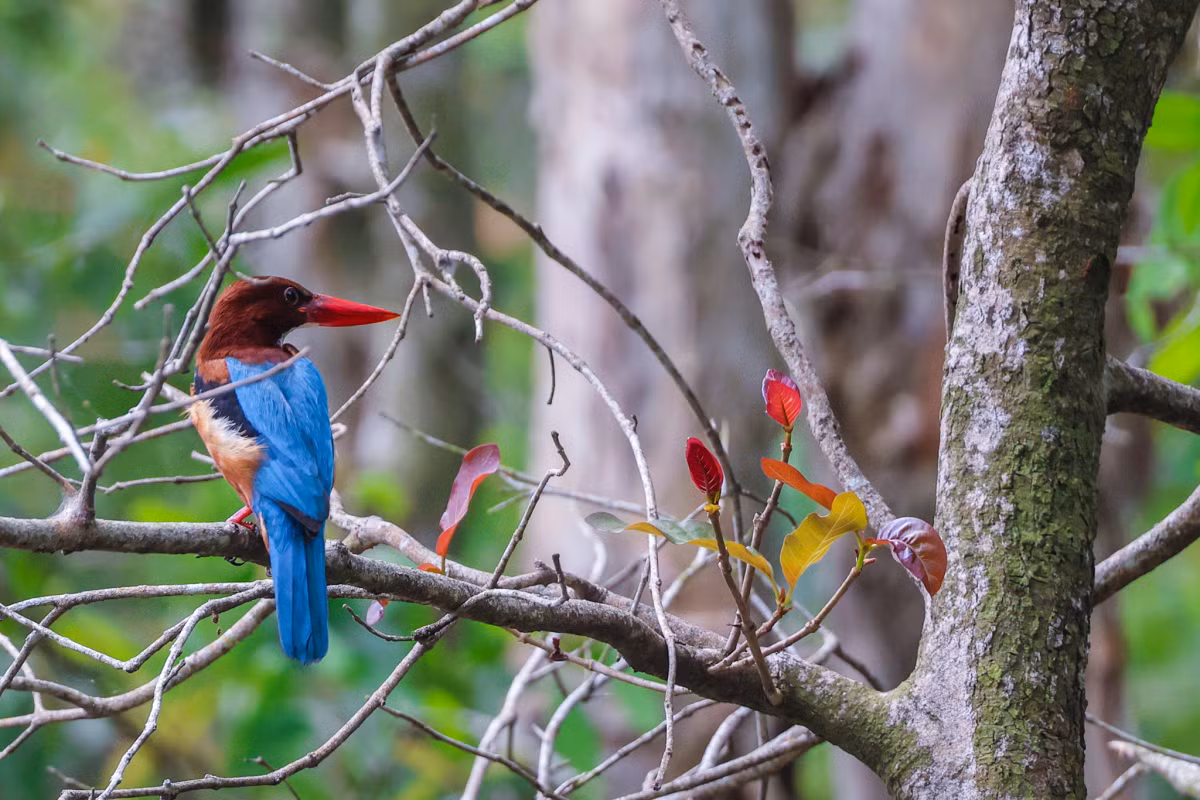 Parque Nacional de Tram Chim: reserva de las aves más raras de Vietnam