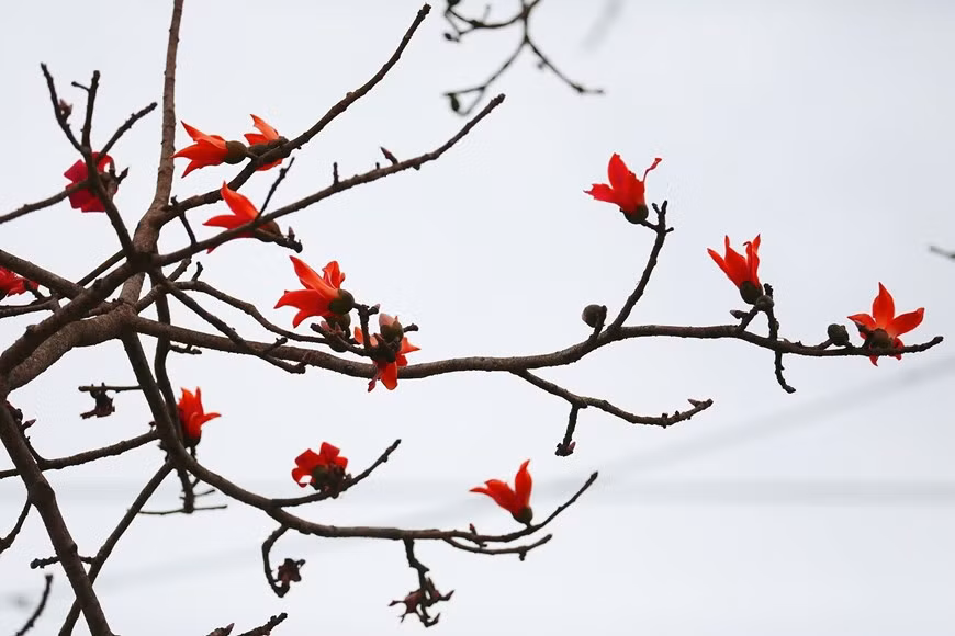 Cuando se menciona la temporada de floración de los algodoneros rojos, la gente piensa en un clima cálido de primavera y un sol suave. La floración de los algodoneros rojos señala una nueva cosecha, cuando la gente se prepara para trabajar en el campo.