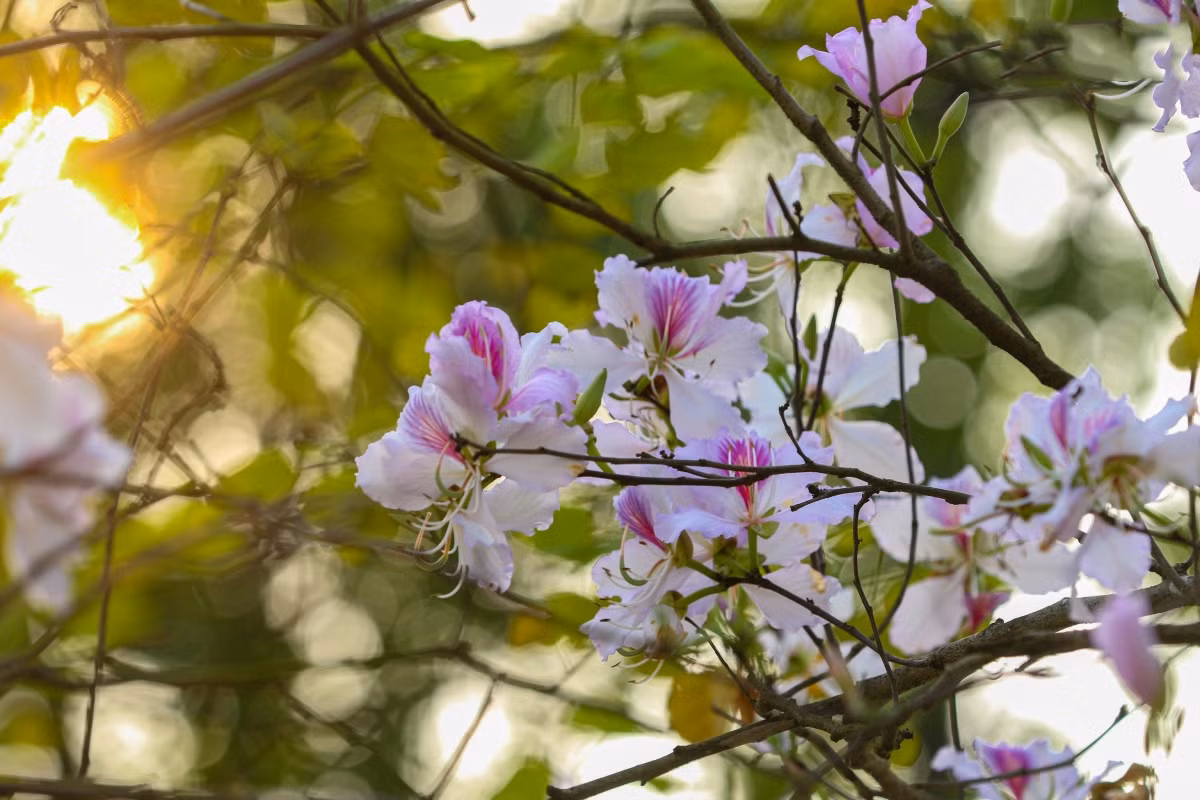 Cada flor “Ban” tiene pistilo de color rosa, abrazado por cuatro a cinco pétalos de blanco puro. También hay variedades de tono violeta.