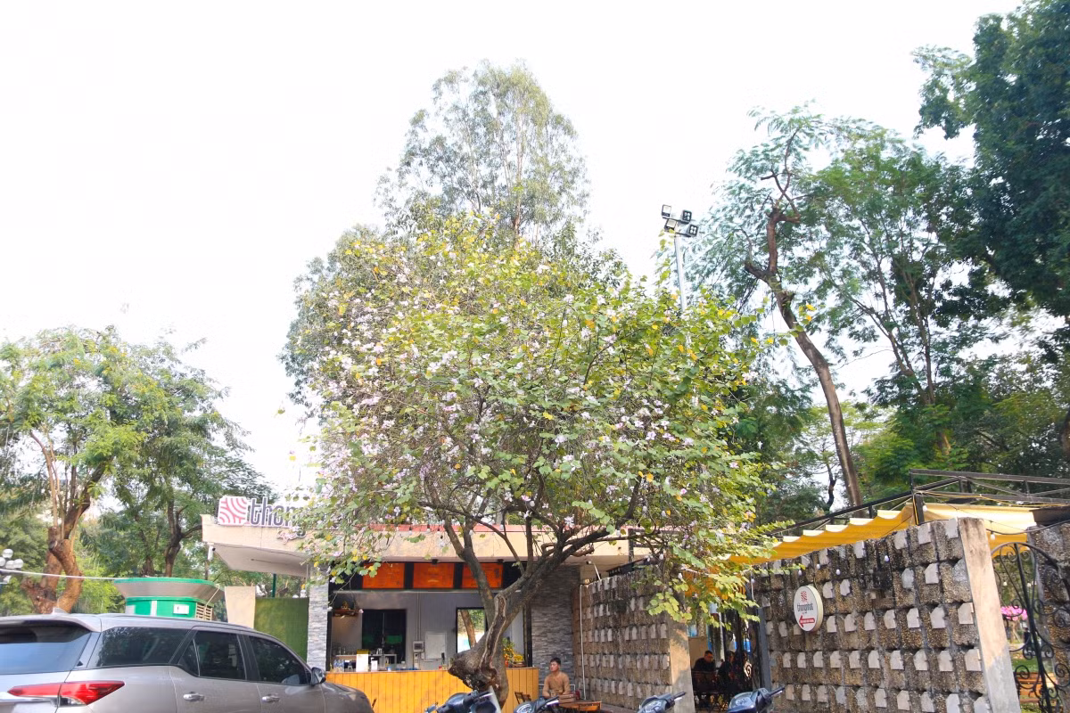 La especie también se siembra en las calles de Lieu Giai, Giang Vo y Thanh Nien, y en varios parques locales. En la foto, un rincón del parque de Thong Nhat.
