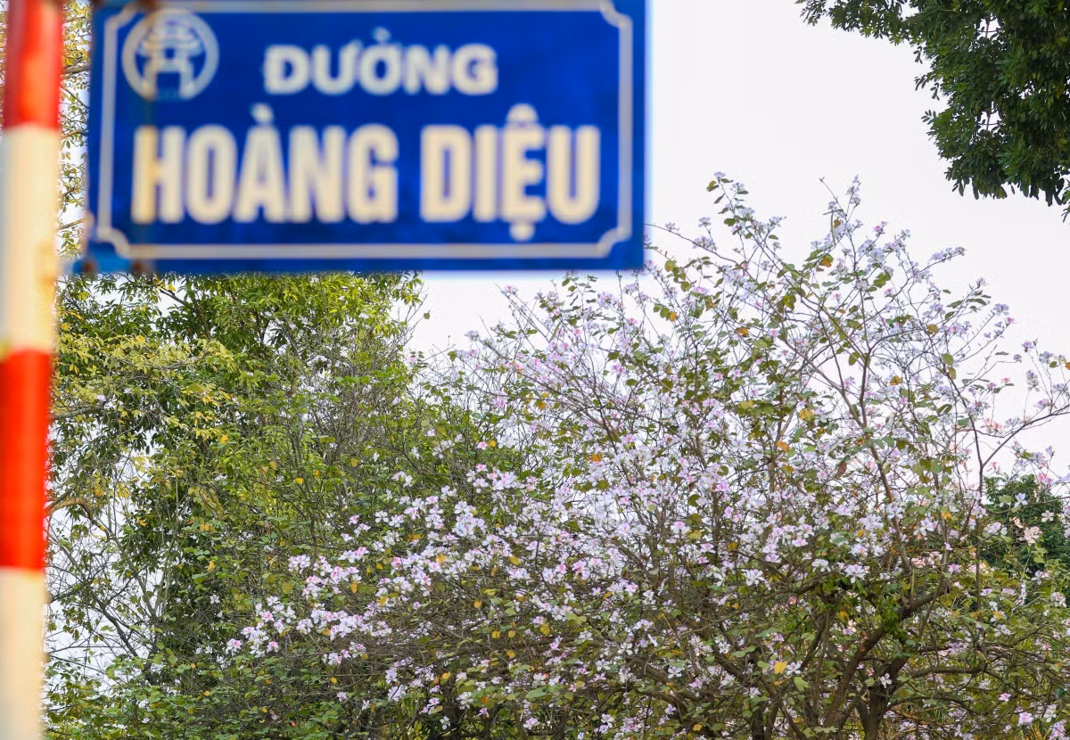 La calle de Hoang Dieu, en el distrito de Ba Dinh, es uno de los mejores miradores de “Ban”. La hilera de decenas de florecientes árboles orquídeas allí hace que los transeúntes evoquen los momentos bellos de la primavera.