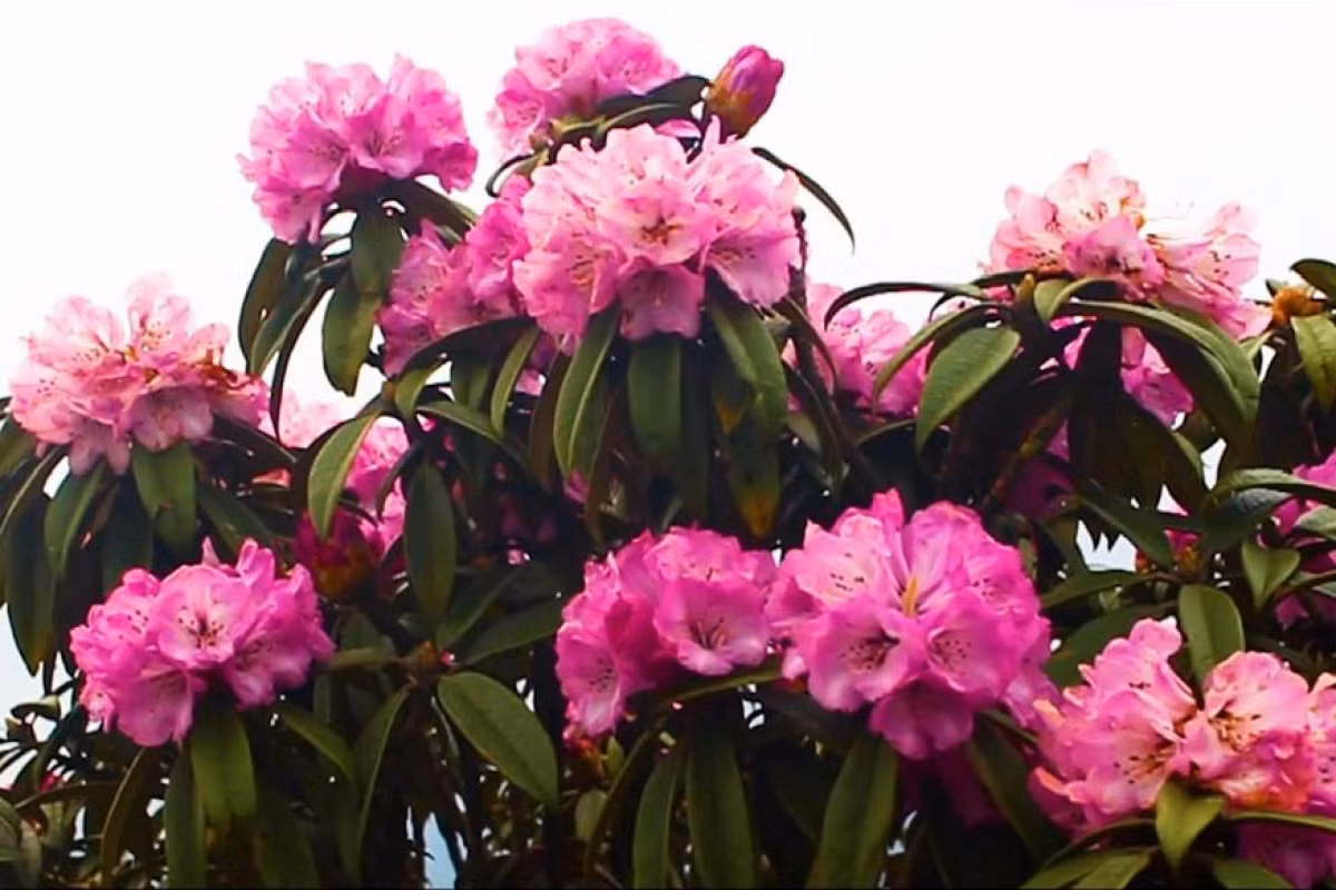 Pese al clima hostil, el Creador bendice a la región con esas hermosas flores.