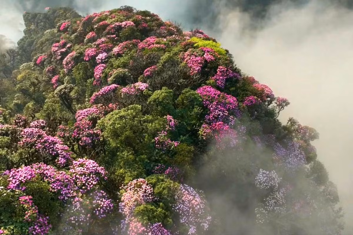Las flores de azalea constituyen un bien invaluable otorgado por la Madre Naturaleza al ser humano.