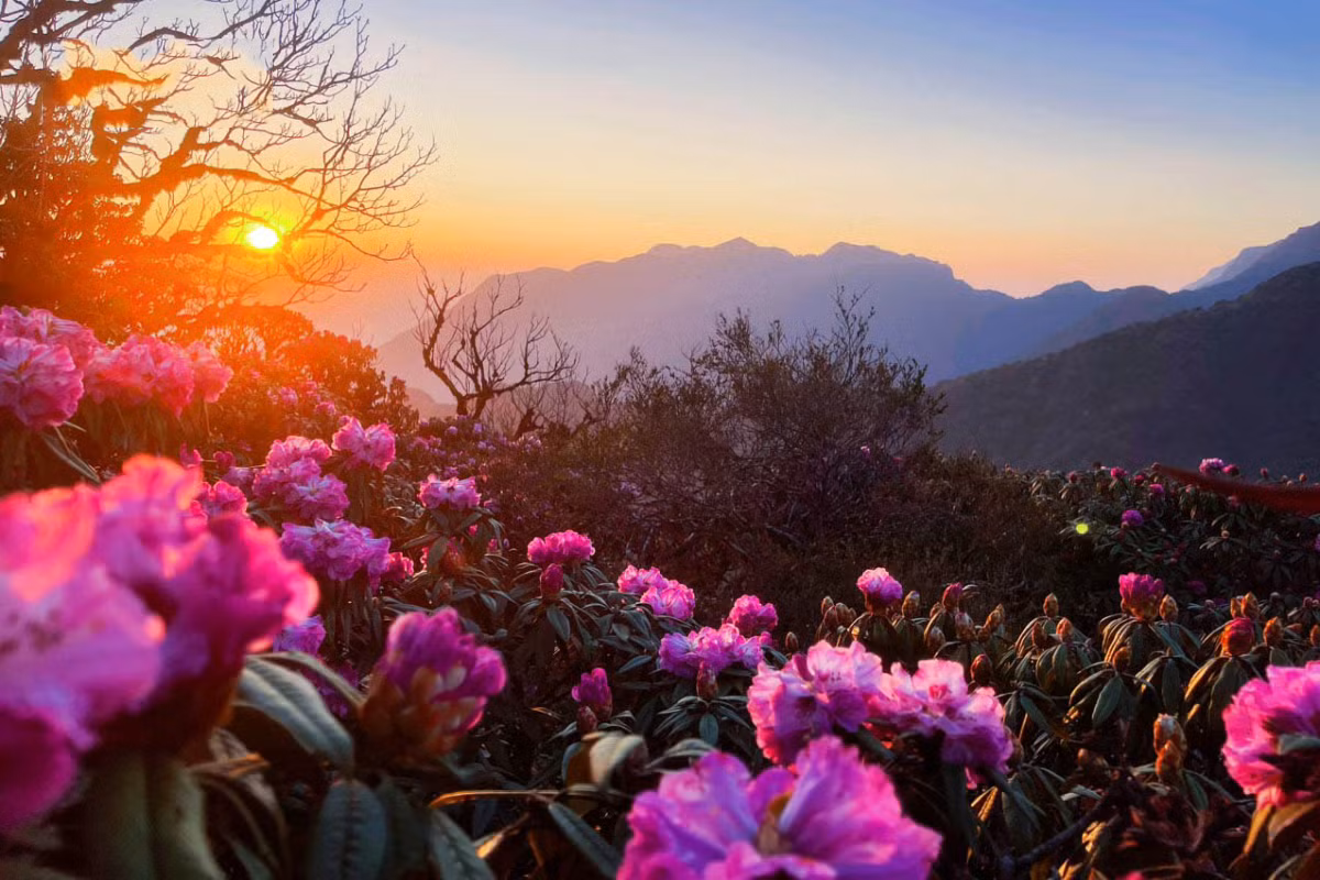 Los árboles de azalea en Pu Ta Leng suelen florecer de febrero a mayo.