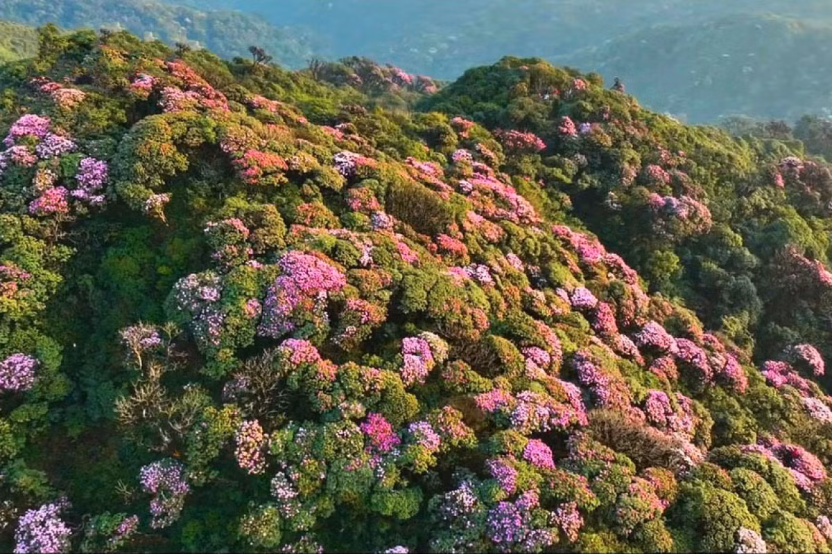 Tras unos ocho kilómetros de senderos montañosos, los viajeros llegarán a la cima y allí gozarán de una impresionante vista panorámica de paisajes naturales.