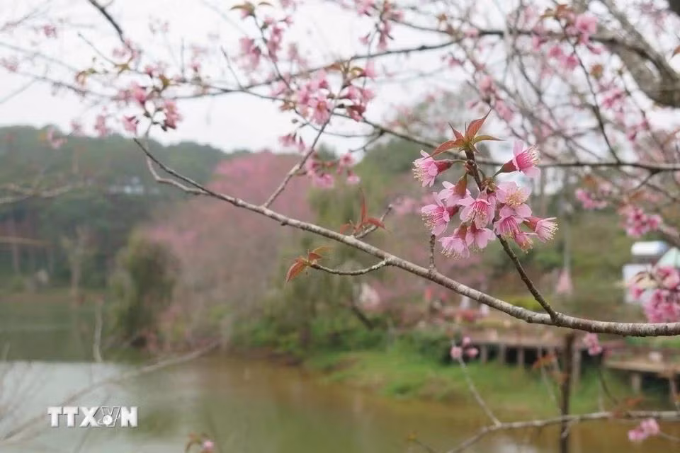 Este año, las flores de durazno silvestre en Mang Den se consideran más hermosas que en temporadas anteriores.