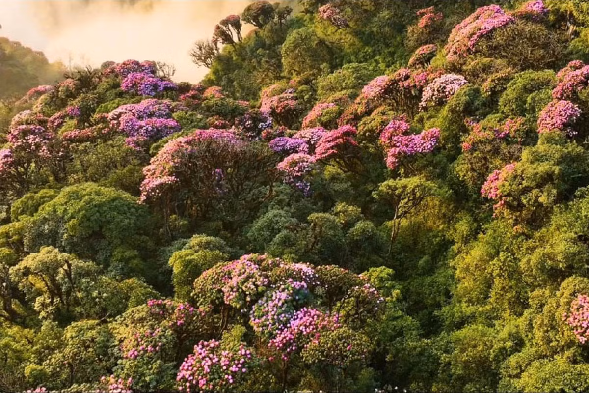 Fascinantes bosques de flores de azalea en la cima vietnamita de Pu Ta Leng