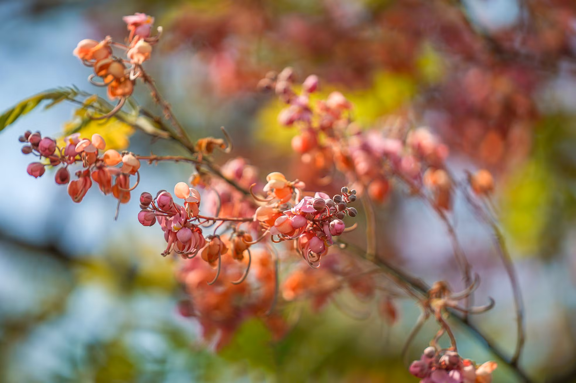 Originalmente endémico de Sudamérica, el carao ha sido introducido en varios países para los cultivos ornamentales gracias a su belleza y sombra. En Vietnam, puebla principalmente la región meridional.