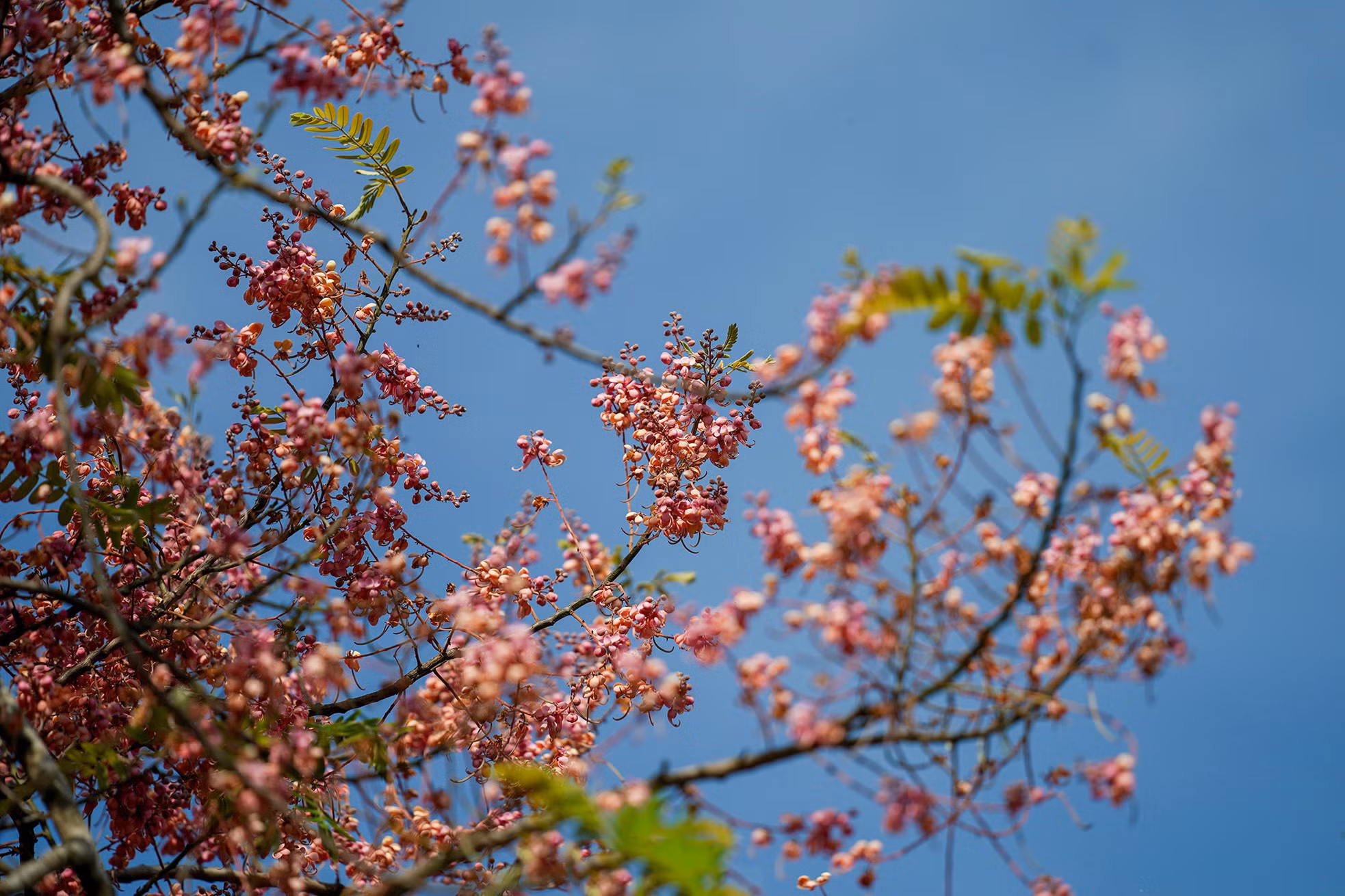 Sus flores salen en ramilletes colgantes y muy vistosos.