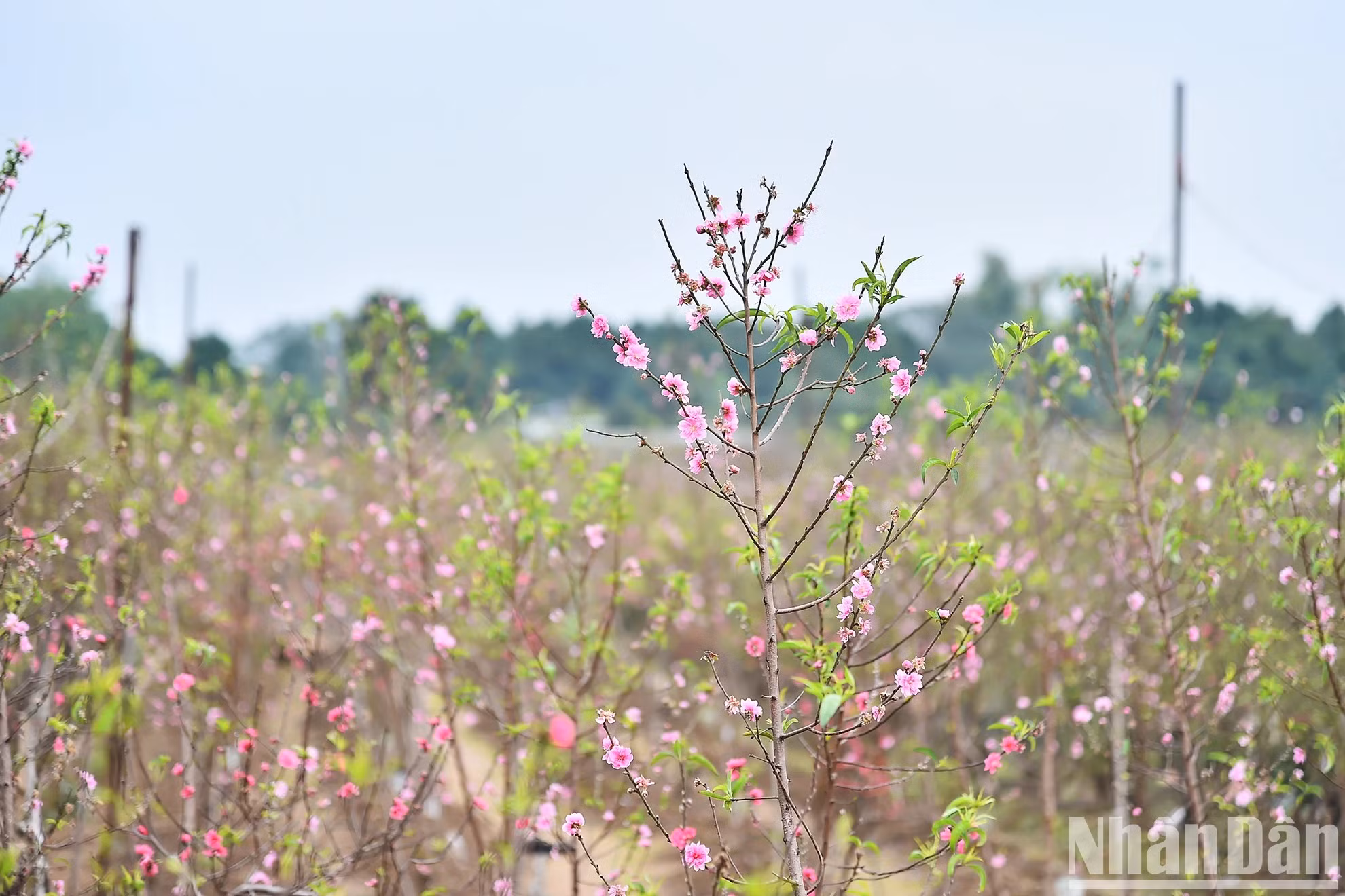 Por estos días, decenas de miles de melocotoneros en Nhat Tan se encuentran en floración, iluminando un rincón del firmamento con su brillante color rosa.
