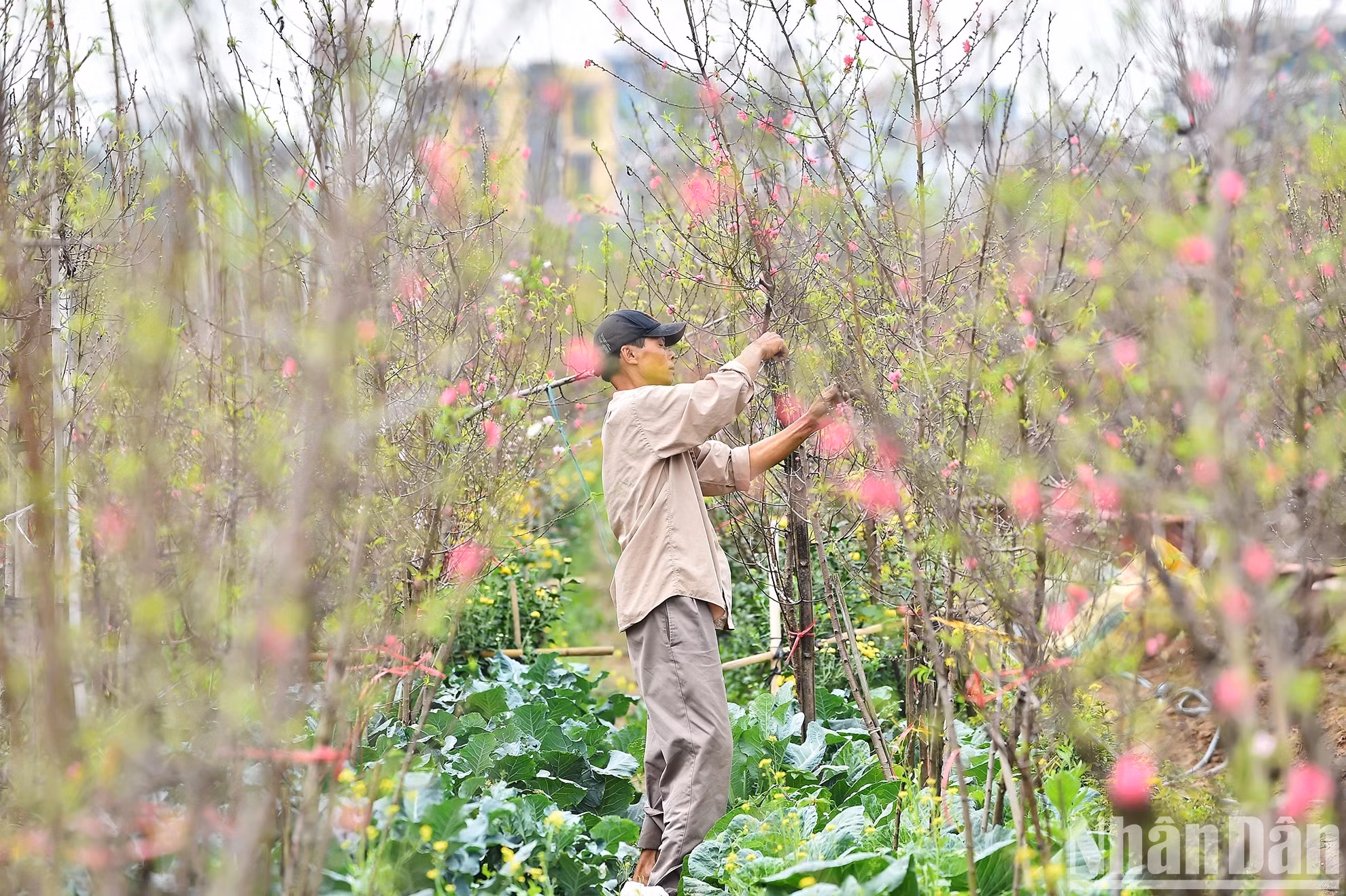 Los dueños de viveros están ocupados cuidando las plantas para satisfacer la demanda en el Tet 2024.