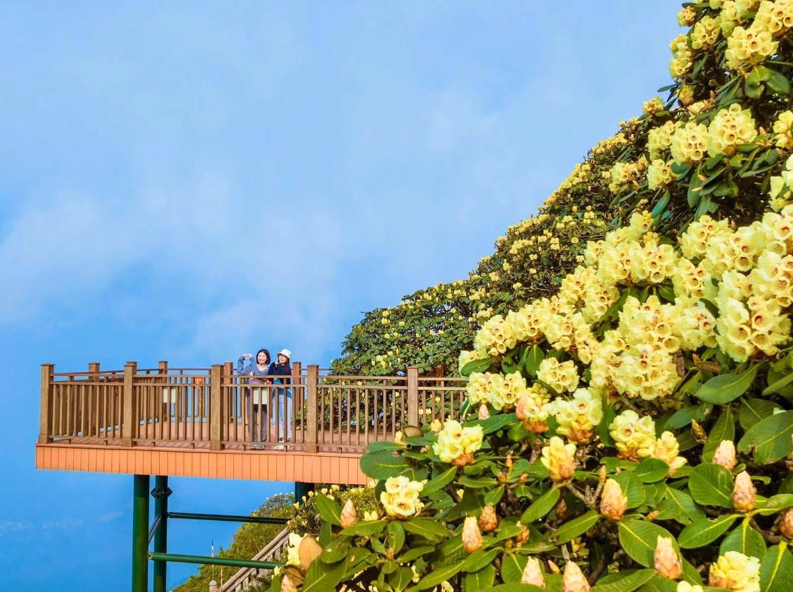 En el Fansipan predominan los rododendros de color amarillo. Al alcanzar su plena floración en abril, tiñe de brillo toda la zona montañosa. En el complejo turístico local Sun World Fansipan Legend se ha construido un camino de esta flor para que los turistas la contemplen de cerca y disfruten del paisaje de Sapa.