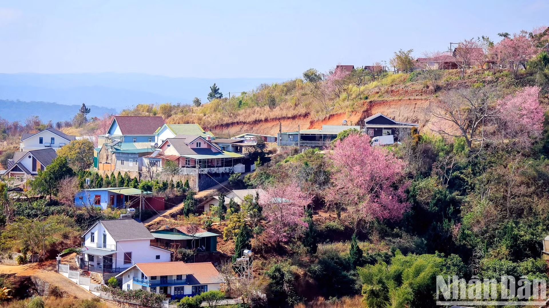 Los florecientes cerezos junto con espacios altiplánicos de Da Lat crean cuadros espectaculares. Una visita a Da Lat en esta temporada permitirá al viajero percibir mejor la presencia de la primavera.