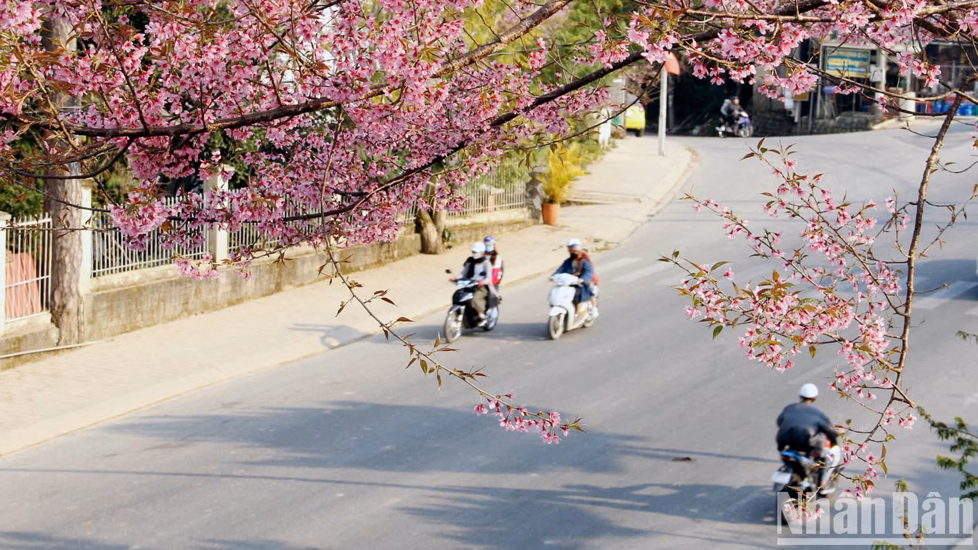 El típico manto floral llena de ambiente primaveral todos los rincones de Da Lat. Este agradable color está en perfecta armonía con la naturaleza local y también con el repertorio de canciones inmortales sobre la capital de las flores de Vietnam.