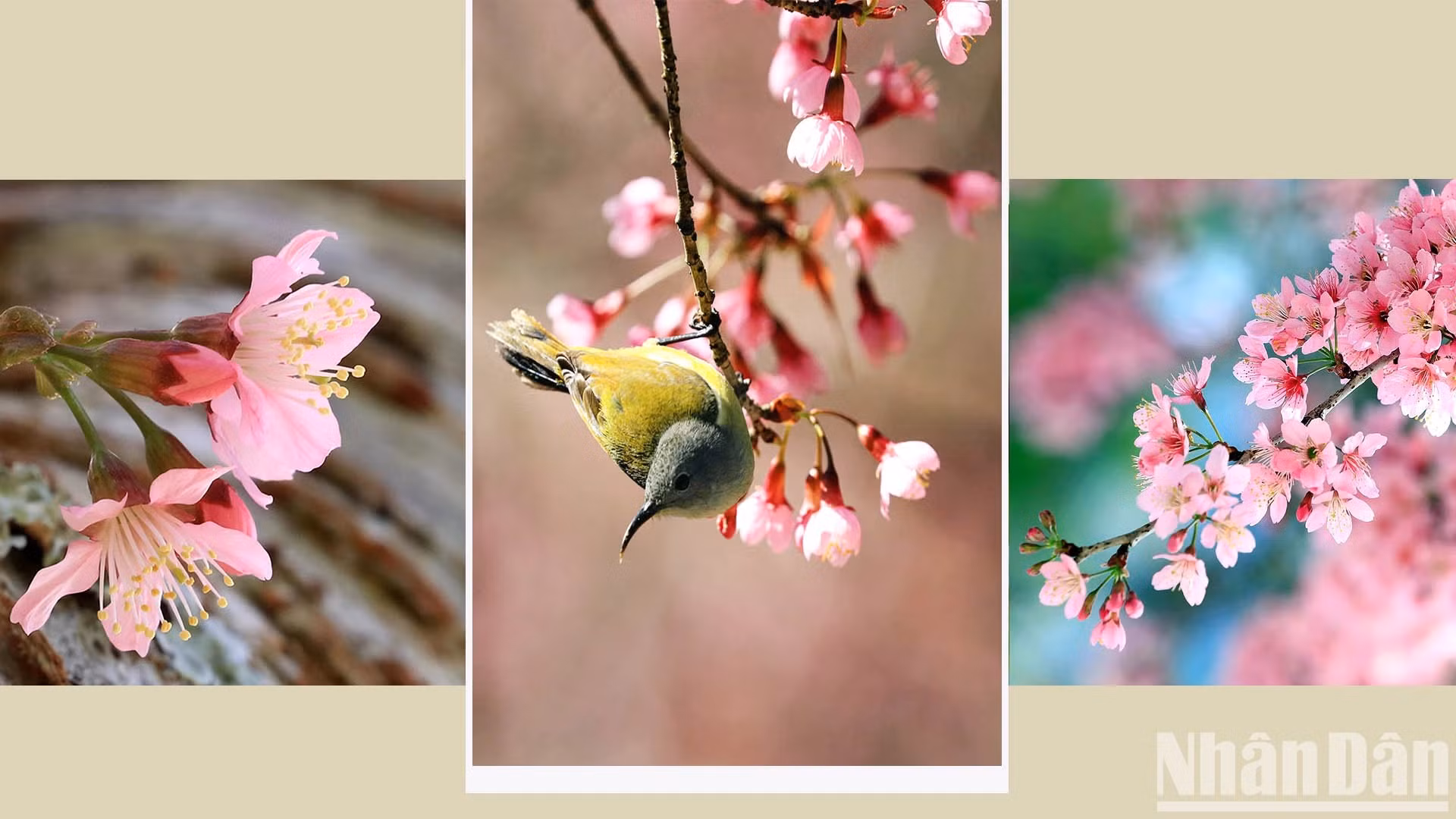 "Mai anh dao" es una fuente inagotable de inspiración para los enamorados. También se considera un mensajero de la primavera.