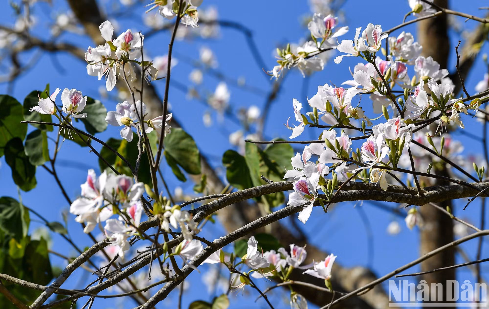 Las flores blancas simbolizan las montañas y los bosques del noroeste.