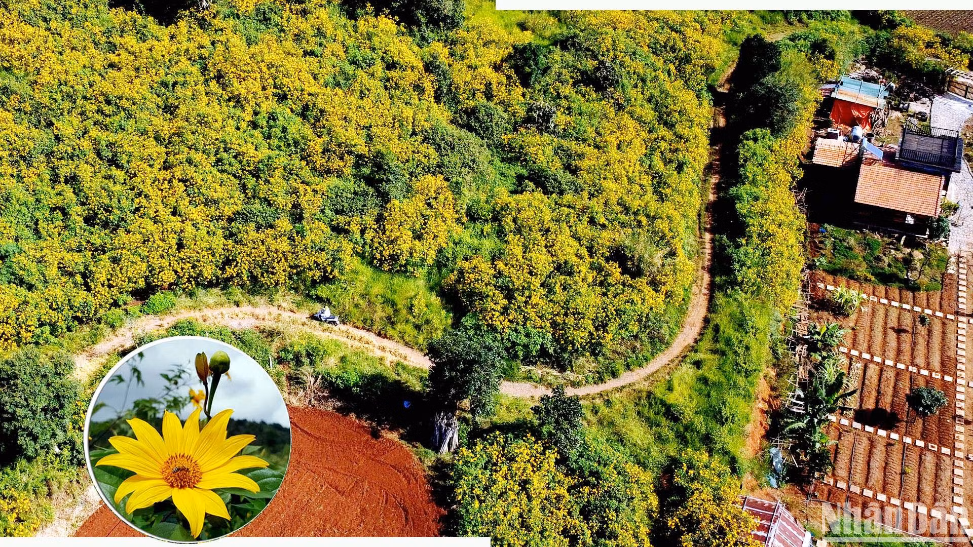 [Foto] Temporada de flores amarillas en ciudad montañosa de Da Lat