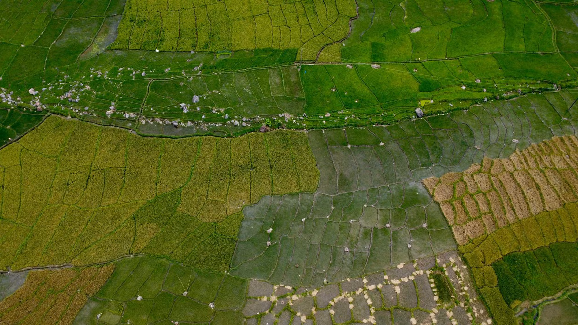 La comuna de Muong Hoong muestra su imagen armoniosa, con campos en terrazas mezclados con el verdor de los árboles. (Foto: Nguyen Quoc Truong). La comuna de Muong Hoong muestra su imagen armoniosa, con campos en terrazas mezclados con el verdor de los árboles. (Foto: Nguyen Quoc Truong).