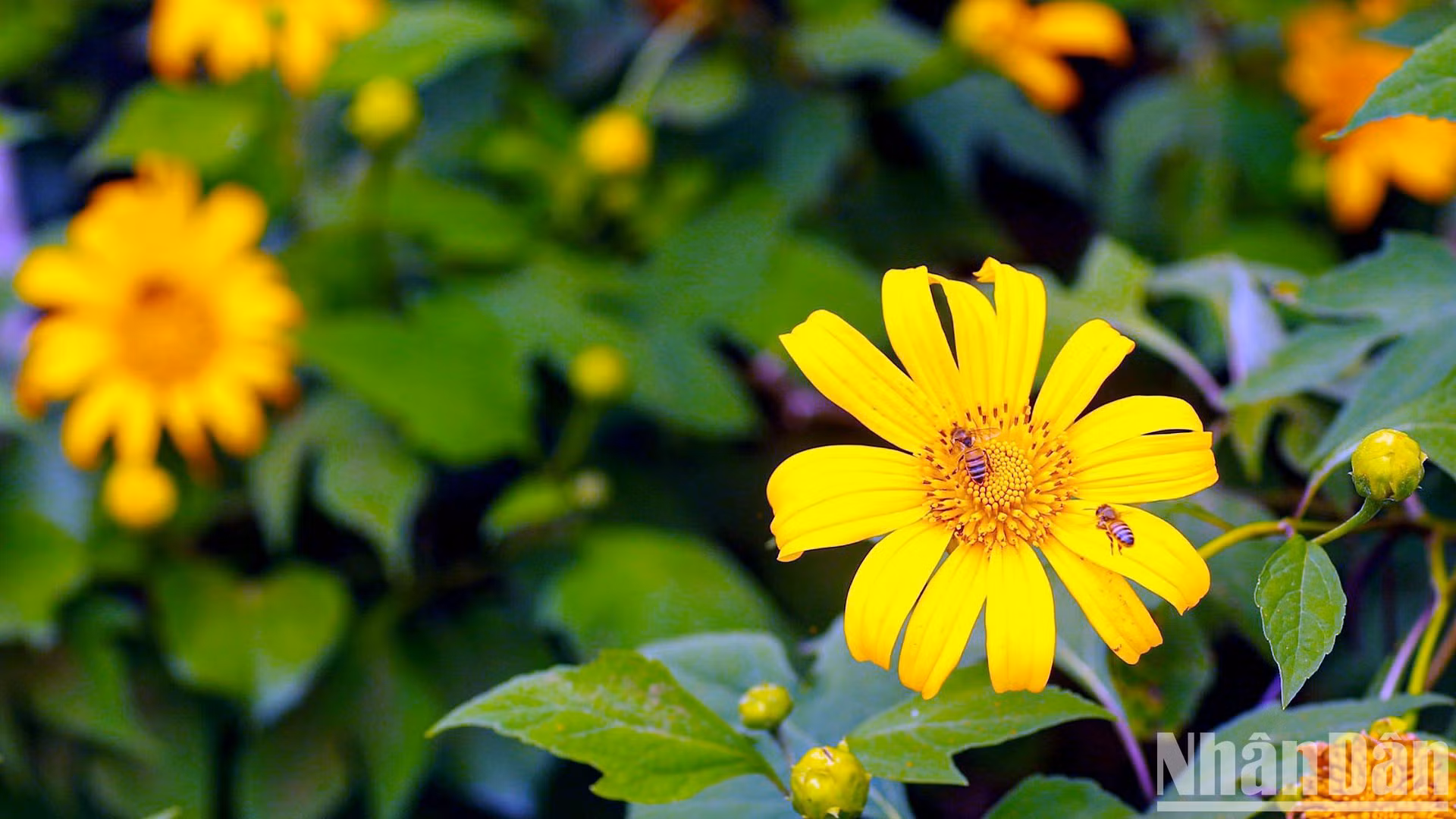 Cuando los girasoles silvestres abren sus pétalos, entra la estación seca en las Tierras Altas Centrales. Cuando los girasoles silvestres abren sus pétalos, entra la estación seca en las Tierras Altas Centrales.