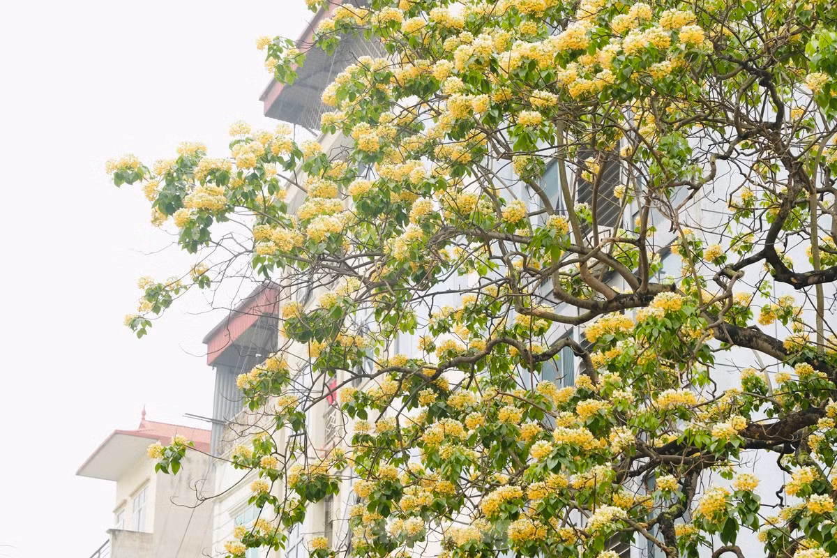 Contemplar la belleza de flores de 300 años de antigüedad en Hanói