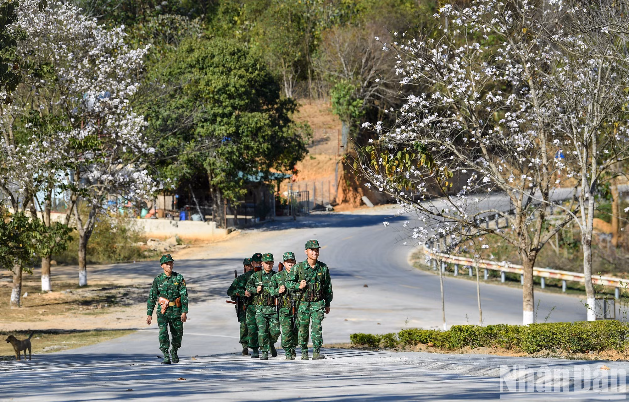 Las flores blancas frente a la estación de guardia fronteriza de la puerta fronteriza internacional de Tay Trang.