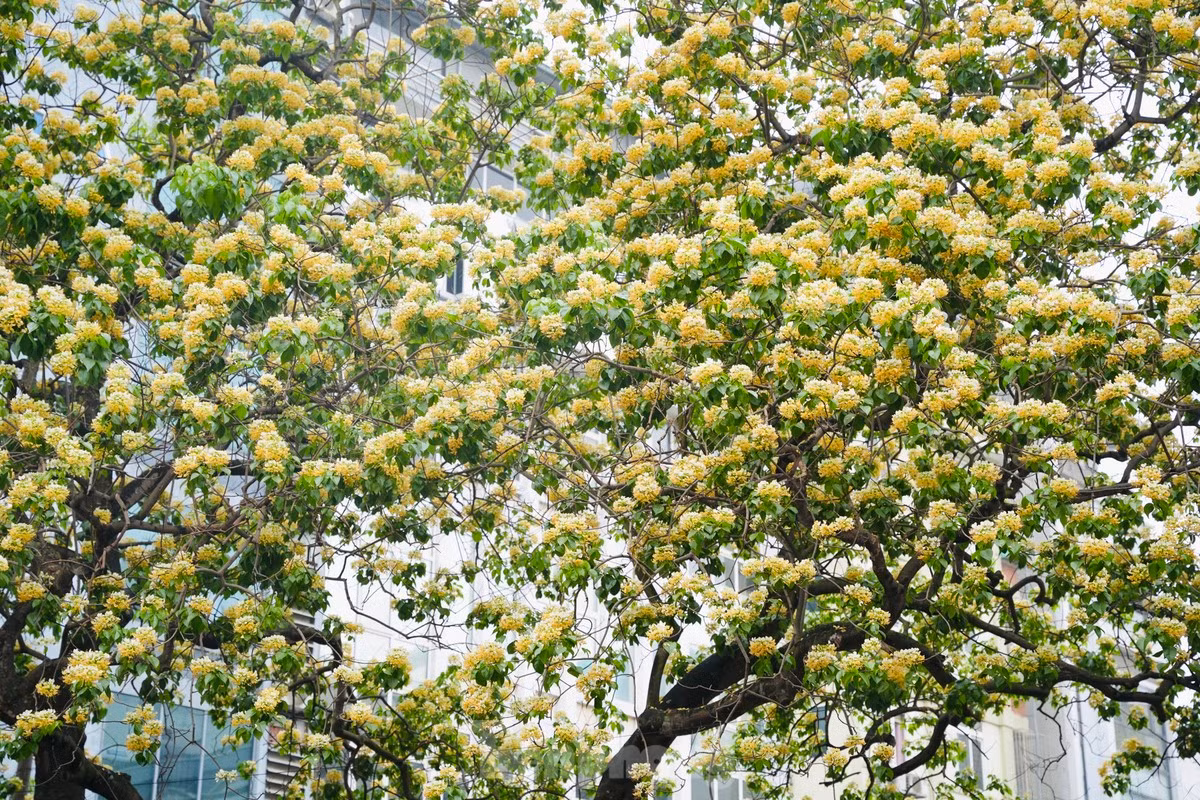 El árbol de Hoa Bun de 300 años de antigüedad recuerda a muchos lugareños su infancia.