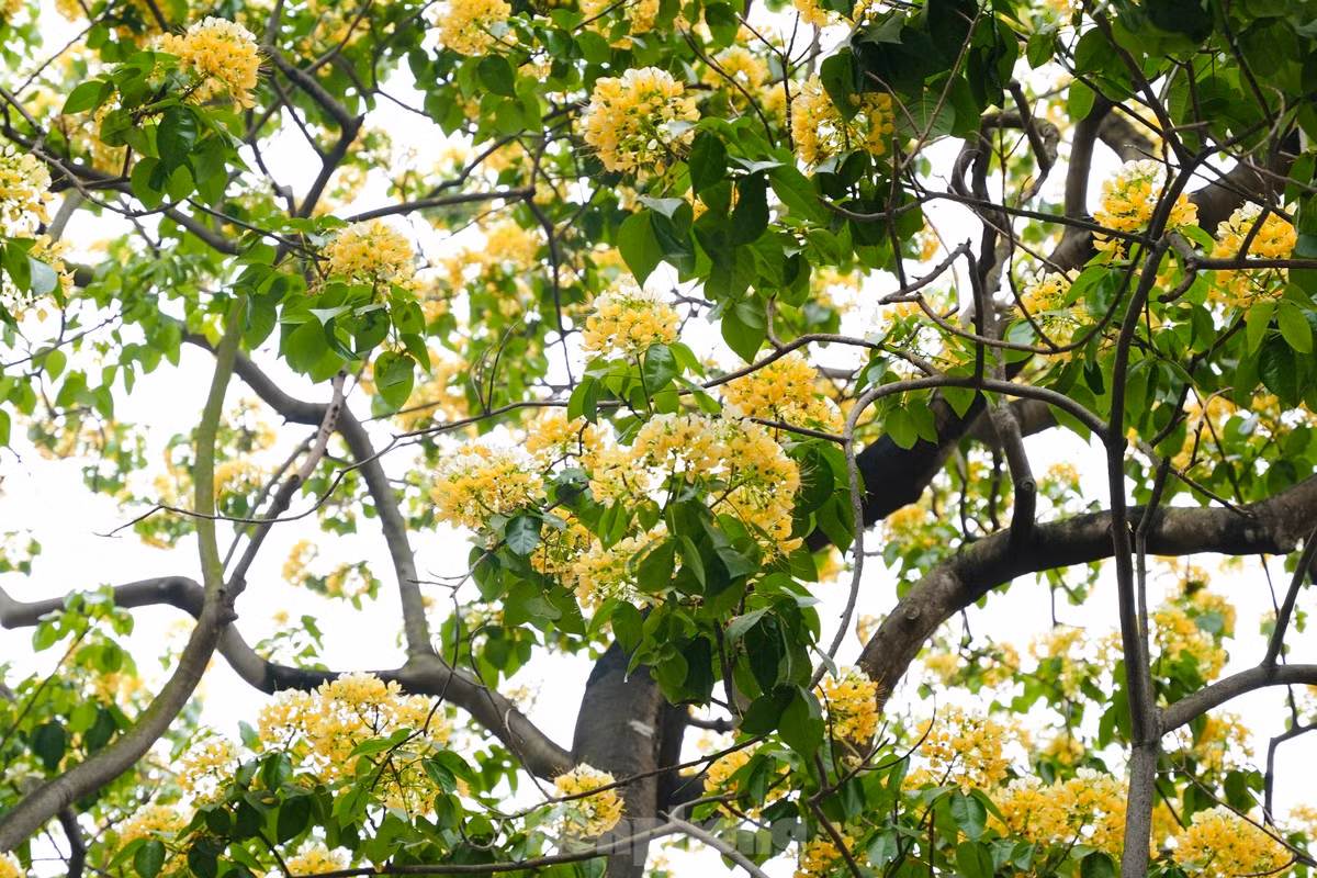 El árbol de Hoa Bun también se conoce como Bach Hoa o Man Man.