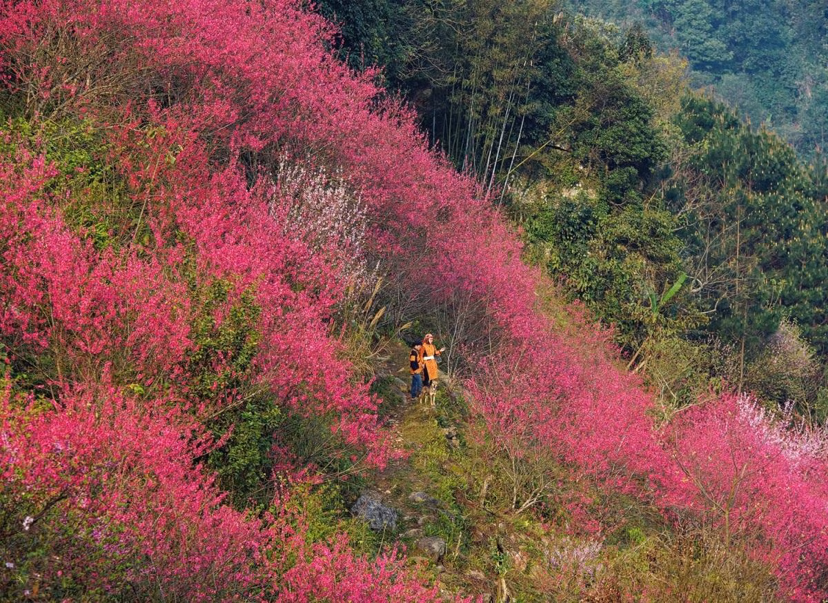 Quienes visiten la zona montañosa de Mau Son en primavera tienen oportunidad de contemplar los duraznos silvestres. Los bosques y montañas se tiñen del color rosa de las flores. Las mujeres de la etnia Yao con sus coloridos trajes tradicionales crean una escena primaveral que atrae a los turistas. Quienes visiten la zona montañosa de Mau Son en primavera tienen oportunidad de contemplar los duraznos silvestres. Los bosques y montañas se tiñen del color rosa de las flores. Las mujeres de la etnia Yao con sus coloridos trajes tradicionales crean una escena primaveral que atrae a los turistas.
