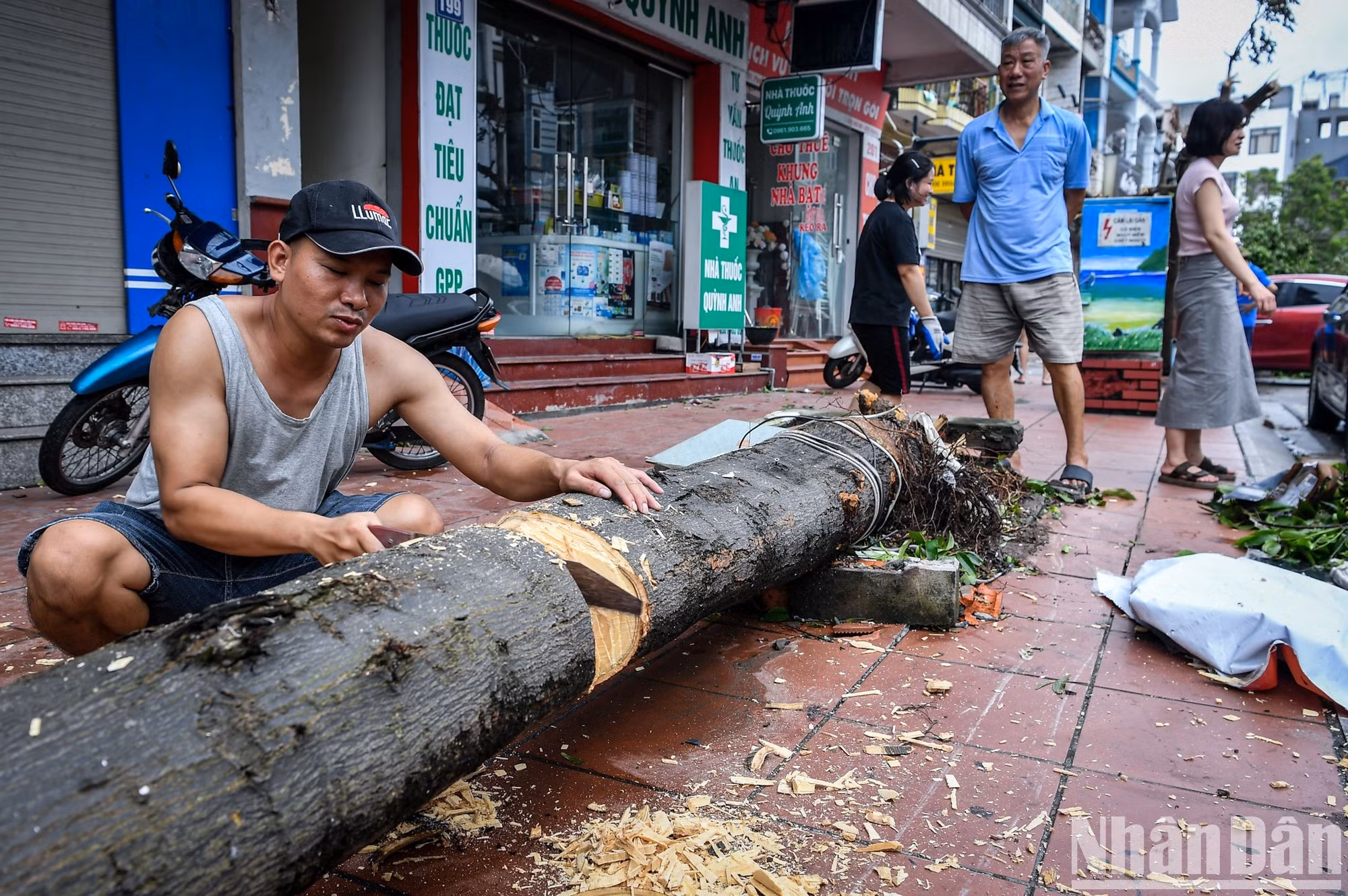 Tras la tormenta, los residentes de Ha Long retiraron urgentemente los árboles caídos de las calles.