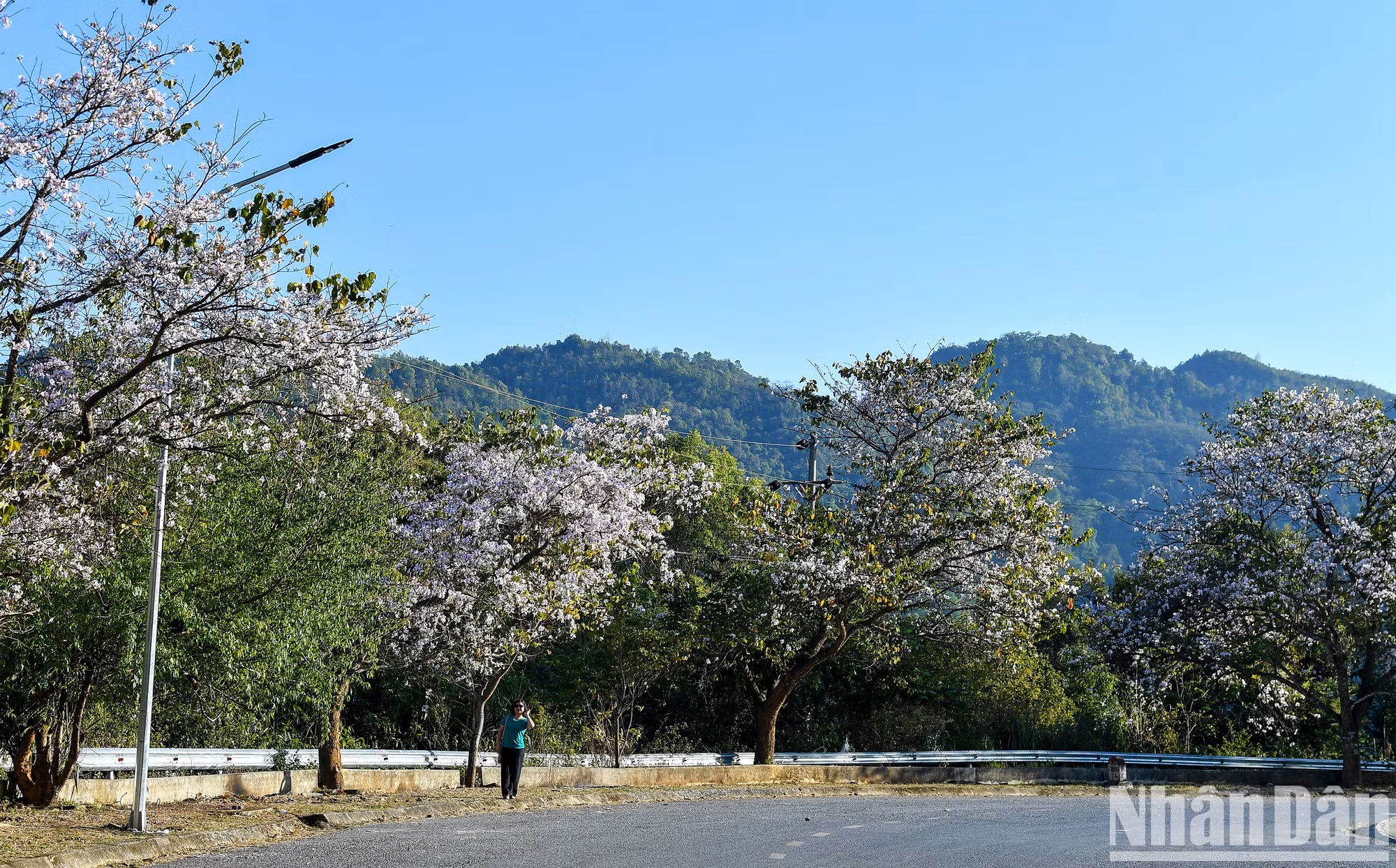 Situada en el noroeste de Vietnam, Dien Bien no sólo es conocida como el lugar que marca la histórica victoria en la batalla de Dien Bien Phu, la cual "resonó en los cinco continentes e hizo temblar al mundo", sino también la tierra de las flores de Ban, una flor nacida del amor.