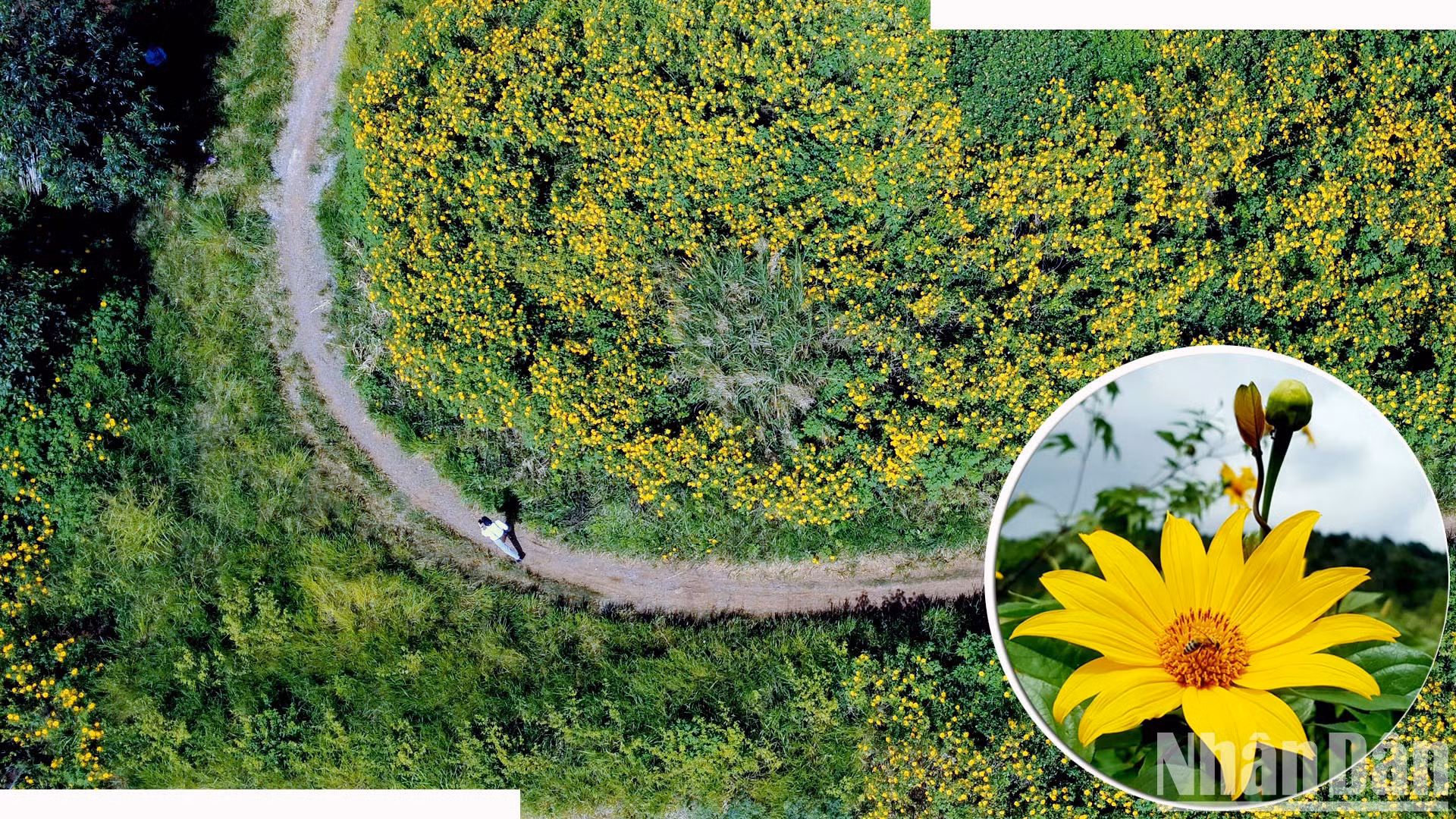 Los girasoles silvestres han sido elegidos como imagen artística y musical del X Festival de las Flores de Da Lat 2024 para expresar la voluntad de superar las dificultades y la aspiración de la población local a levantarse. Los girasoles silvestres han sido elegidos como imagen artística y musical del X Festival de las Flores de Da Lat 2024 para expresar la voluntad de superar las dificultades y la aspiración de la población local a levantarse.