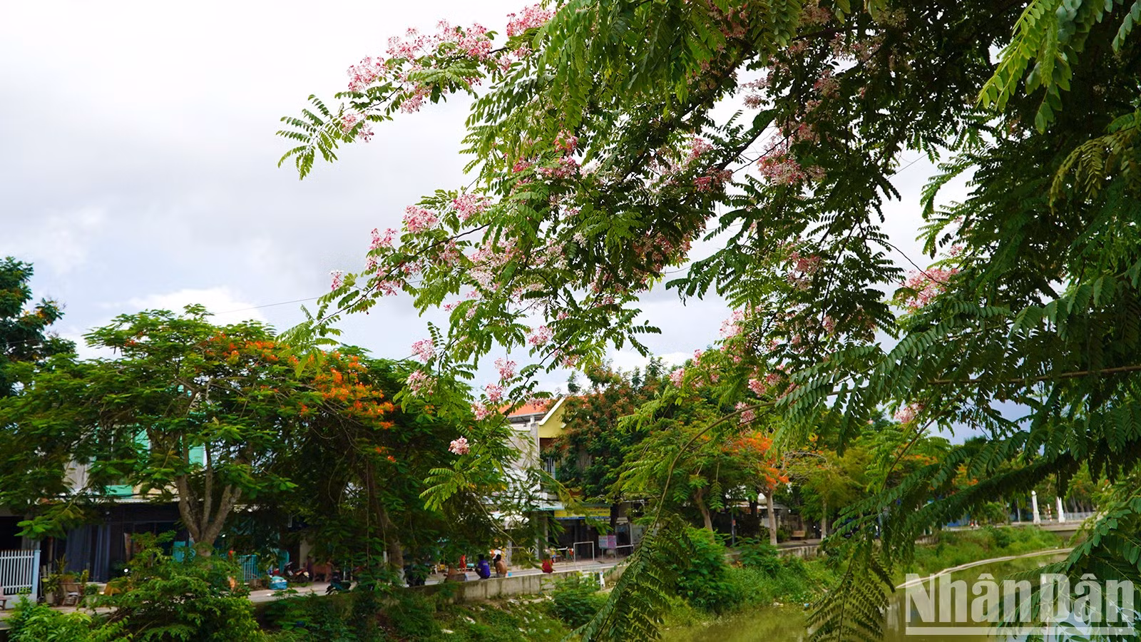 Las flores adornan las casas en el área residencial de Quang Khanh, comuna de My Tra (Foto: HUU Nghia) Las flores adornan las casas en el área residencial de Quang Khanh, comuna de My Tra (Foto: HUU Nghia)